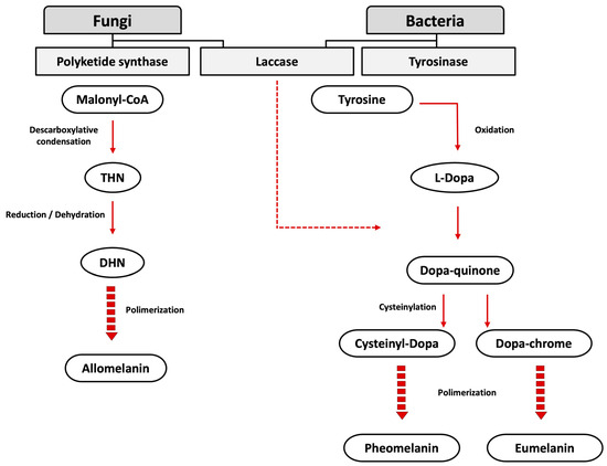 Microorganisms 12 01352 g001