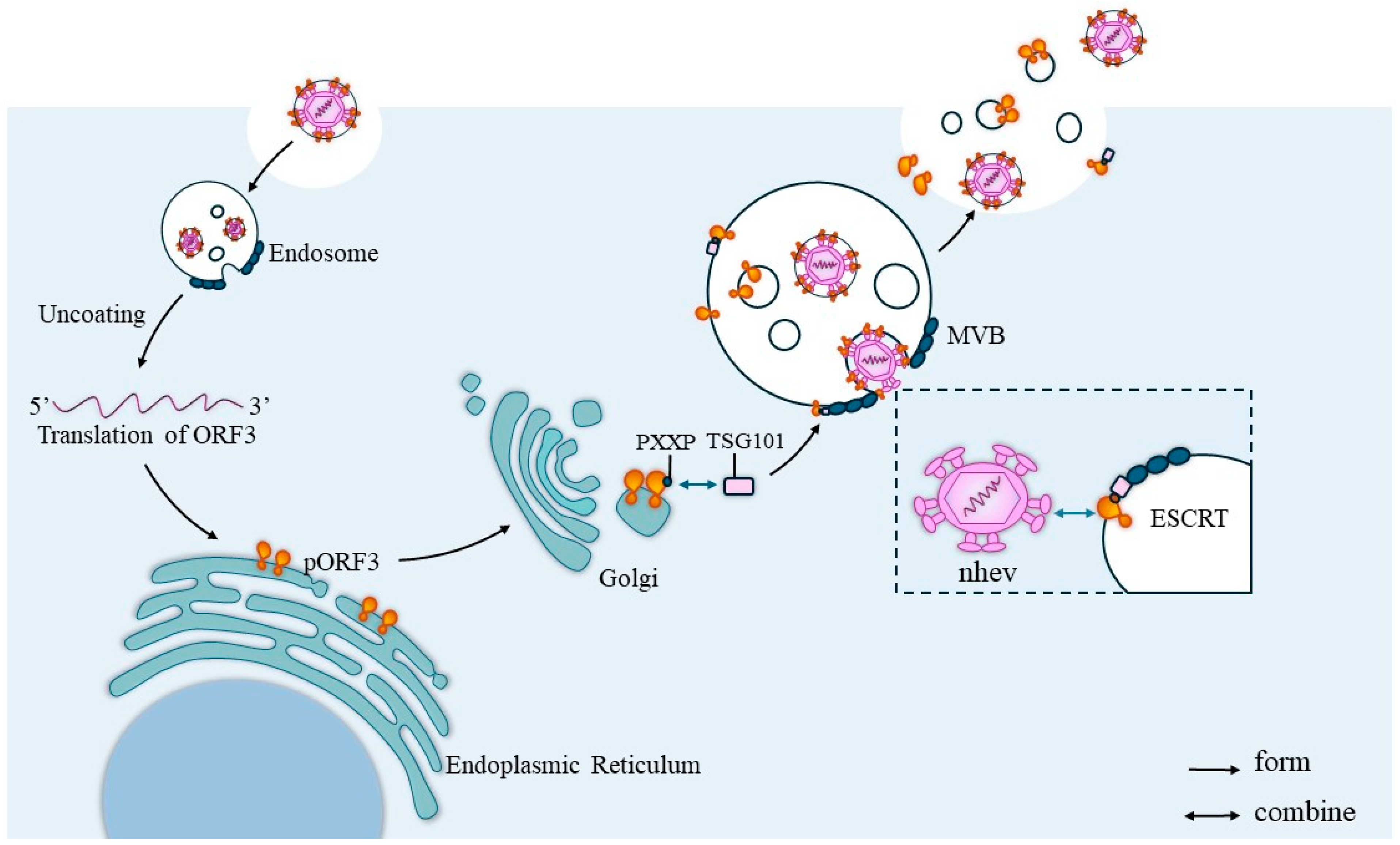 Microorganisms 12 01405 g005