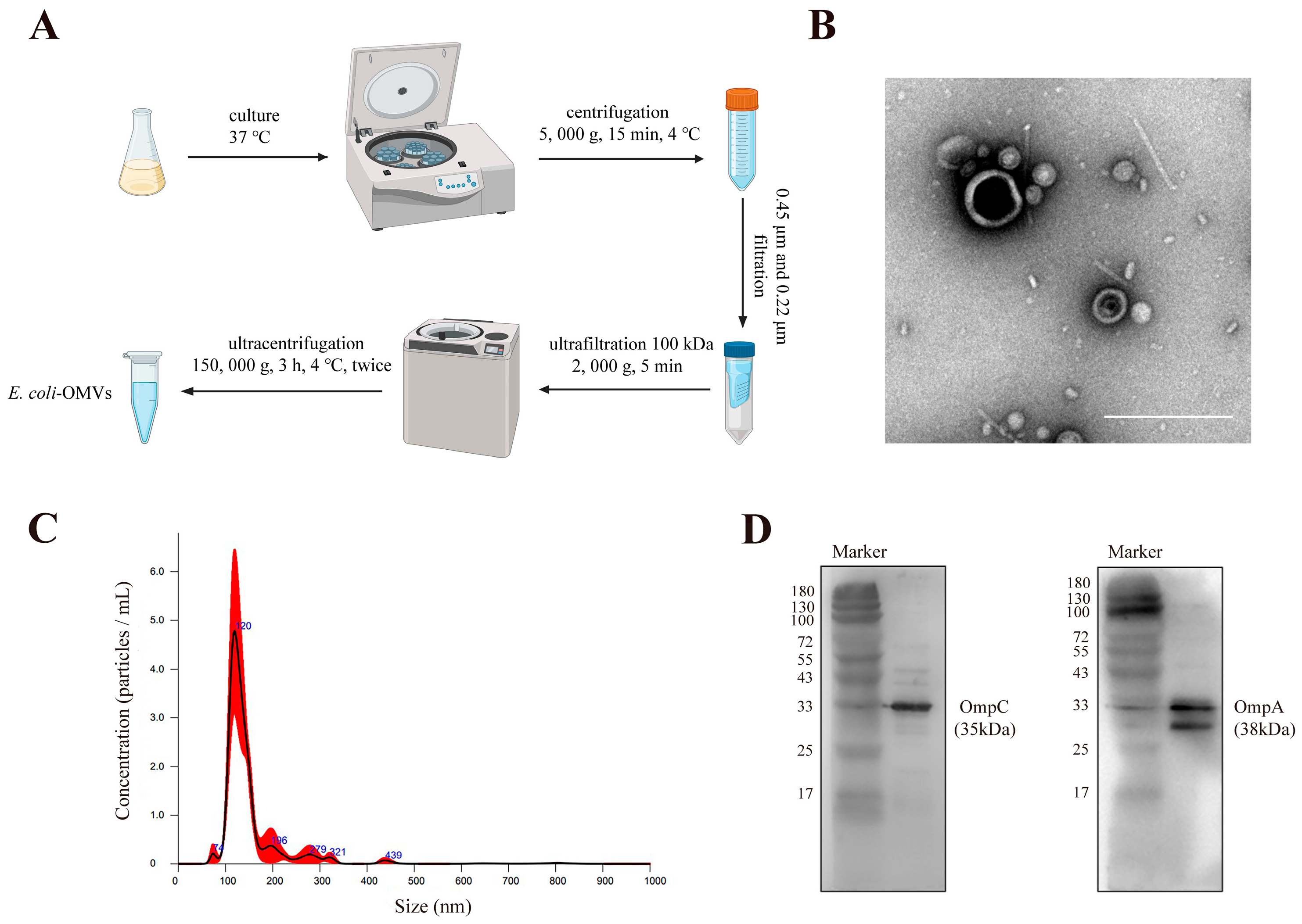 Microorganisms 12 01446 g001