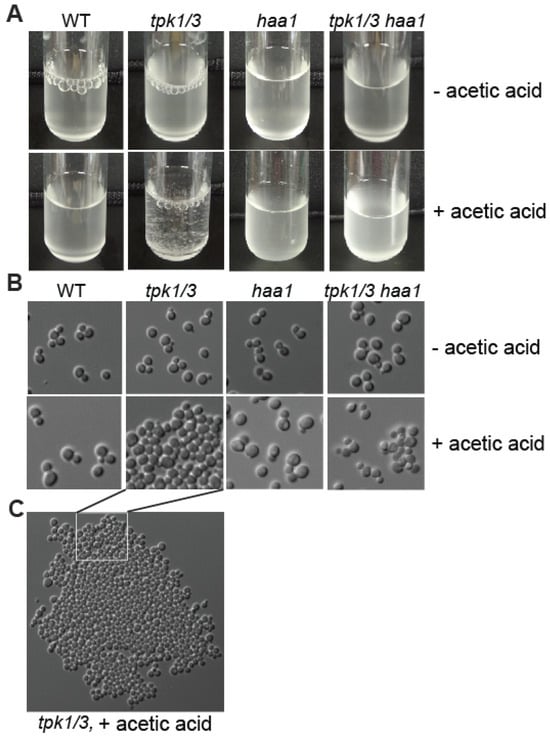 Microorganisms 12 01452 g006