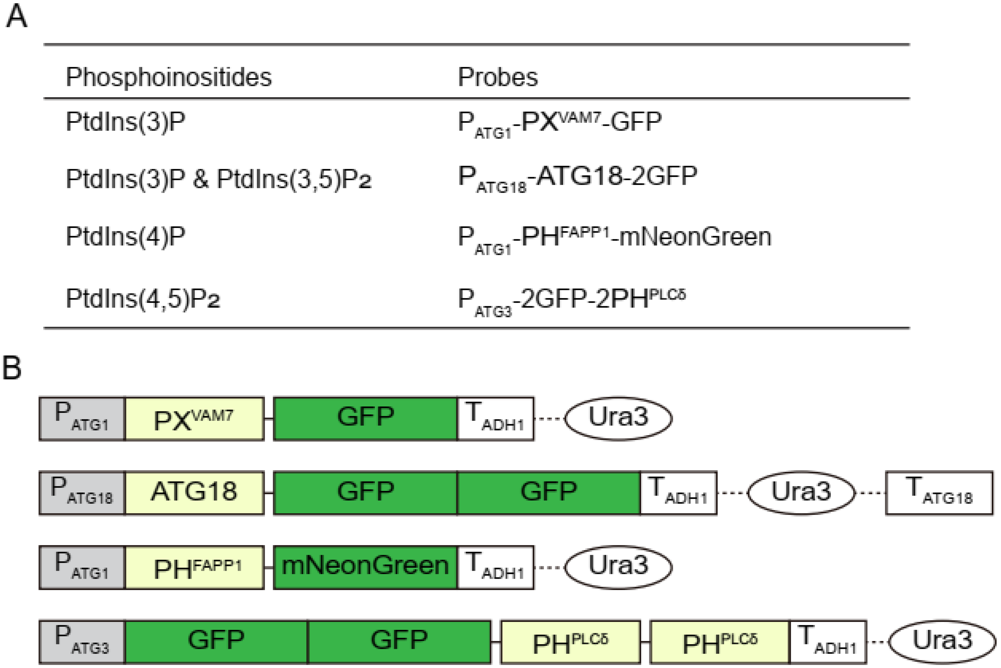 Microorganisms 12 01458 g002
