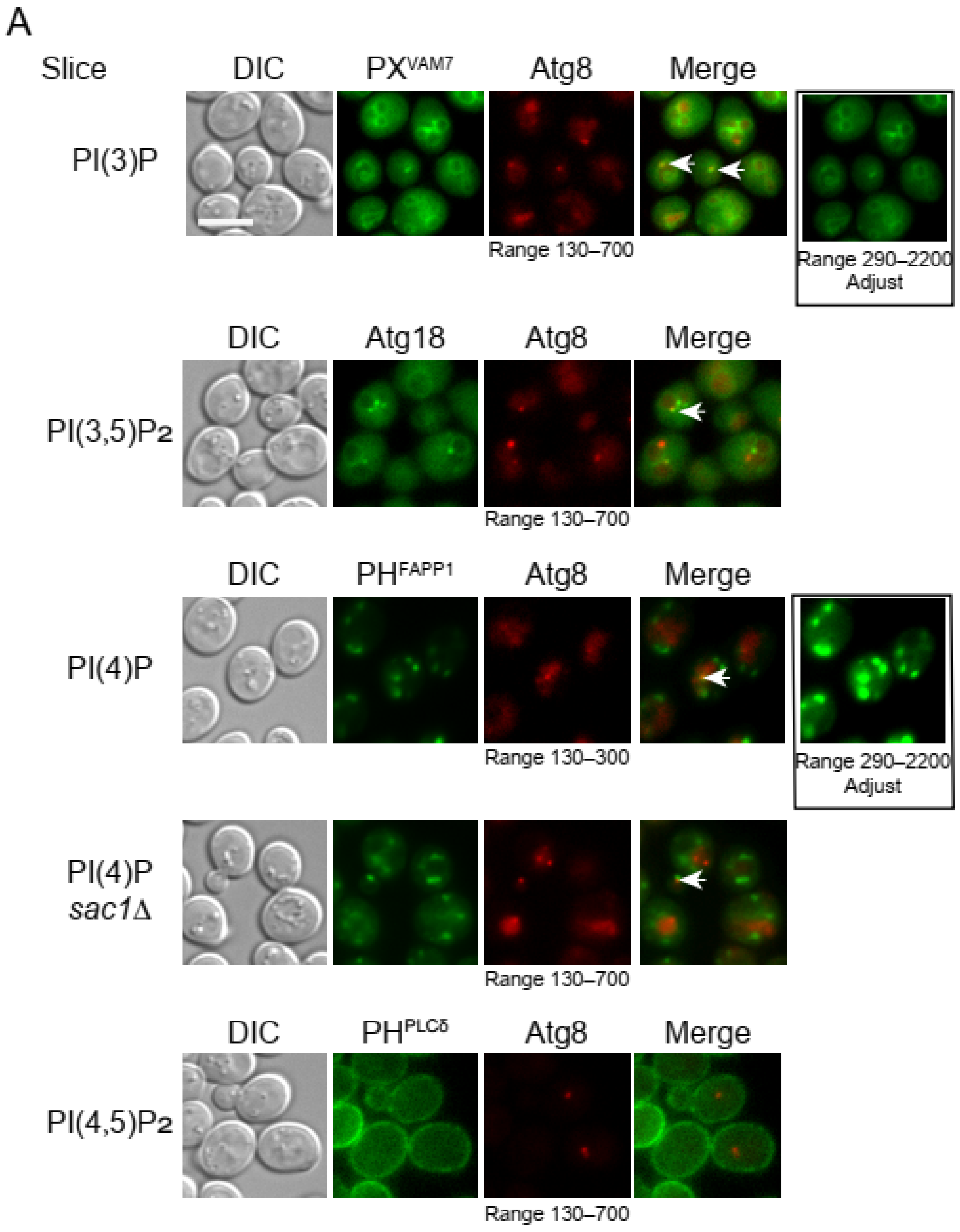 Microorganisms 12 01458 g005a