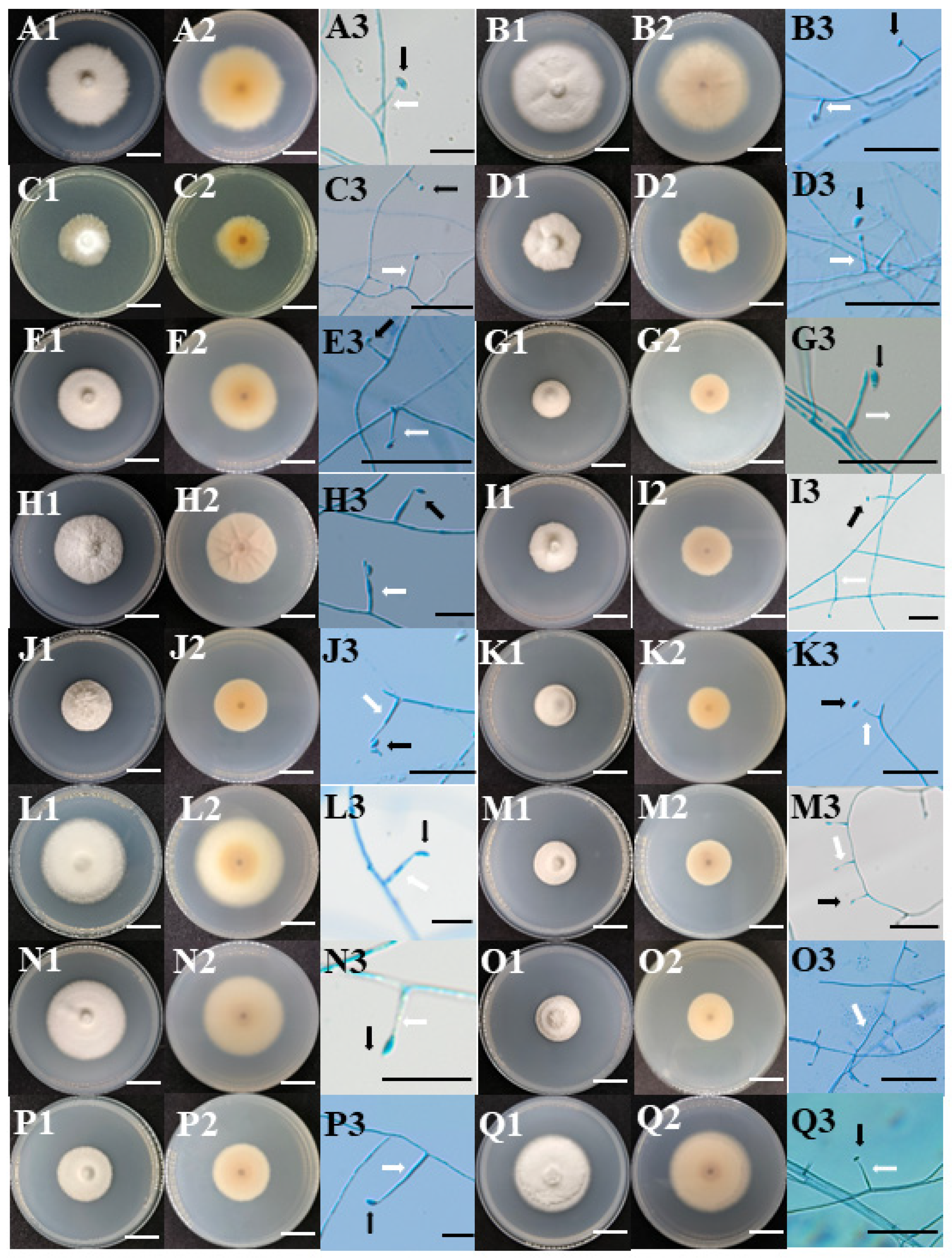 Microorganisms 12 01497 g001a Microorganisms 12 01497 g001a