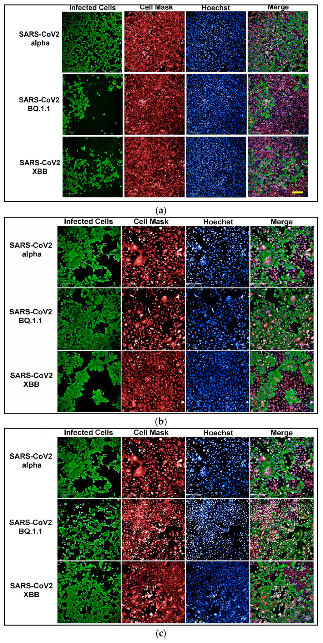 Microorganisms 12 01503 g001a