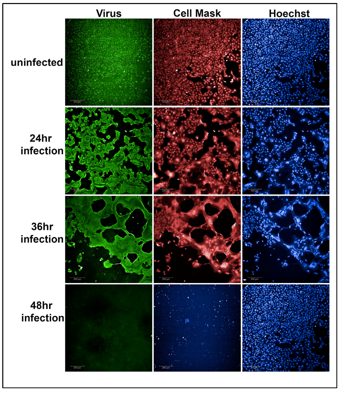 Microorganisms 12 01503 g002