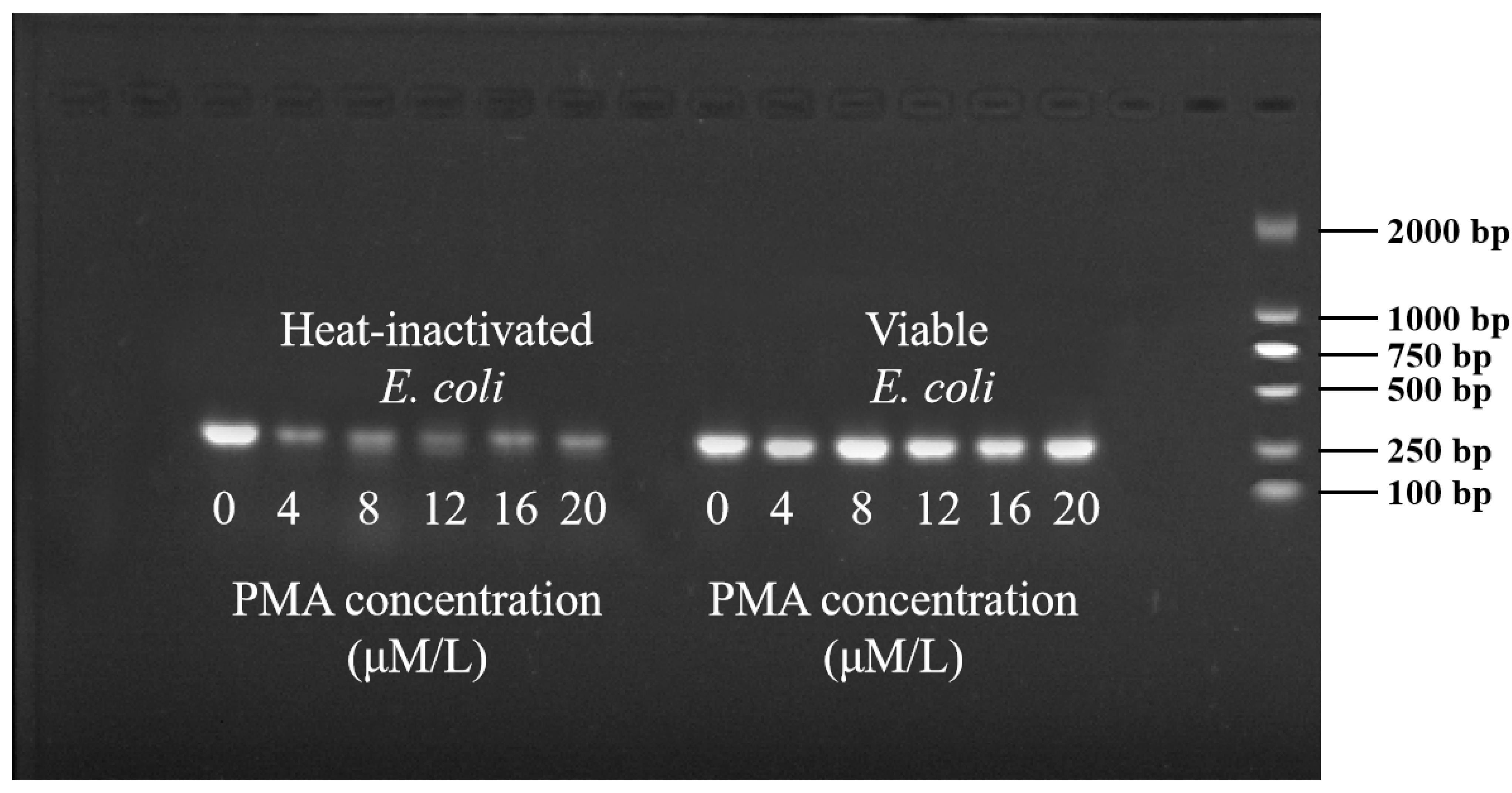 Microorganisms 12 01508 g002 Microorganisms 12 01508 g002