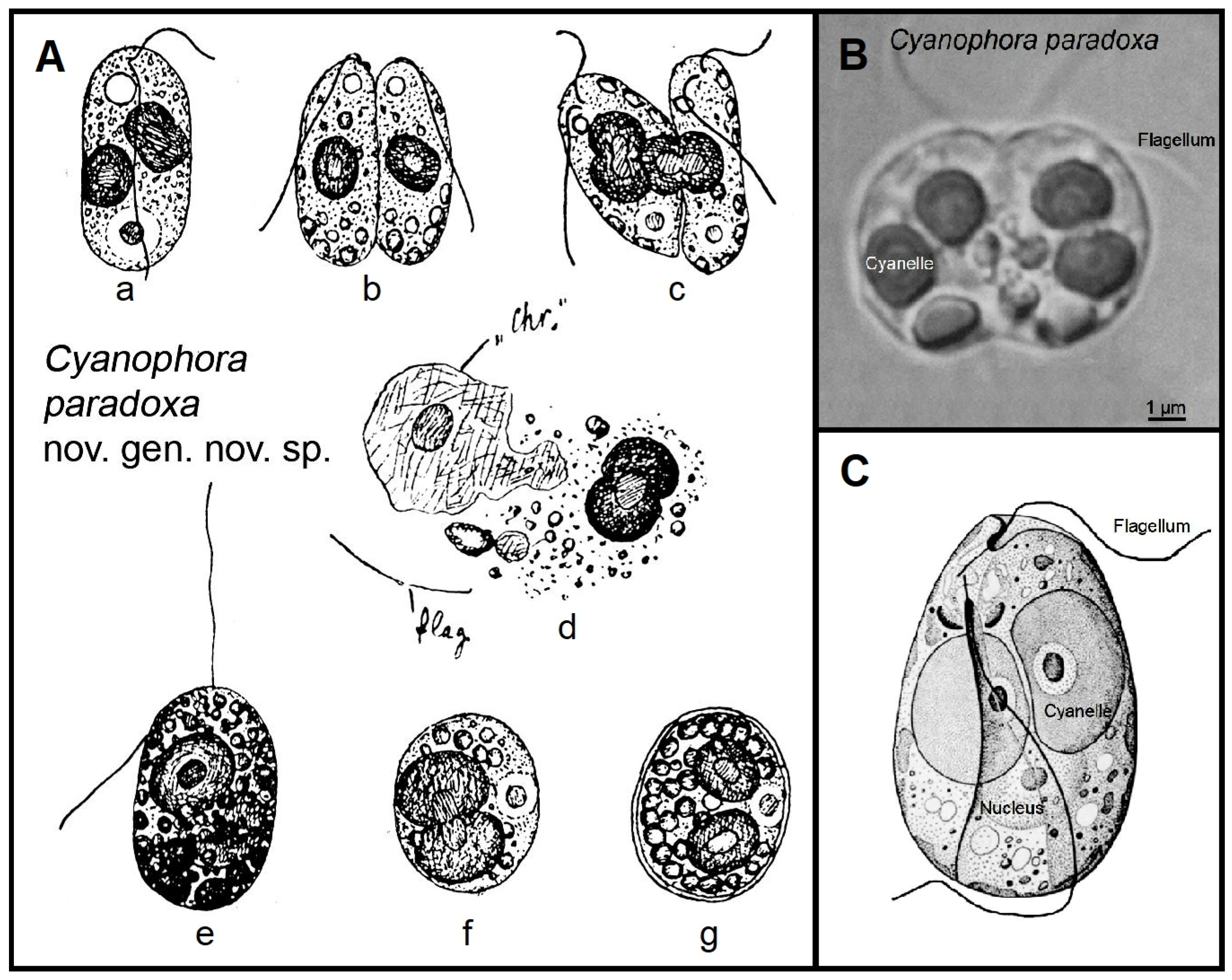 Microorganisms 12 01511 g001