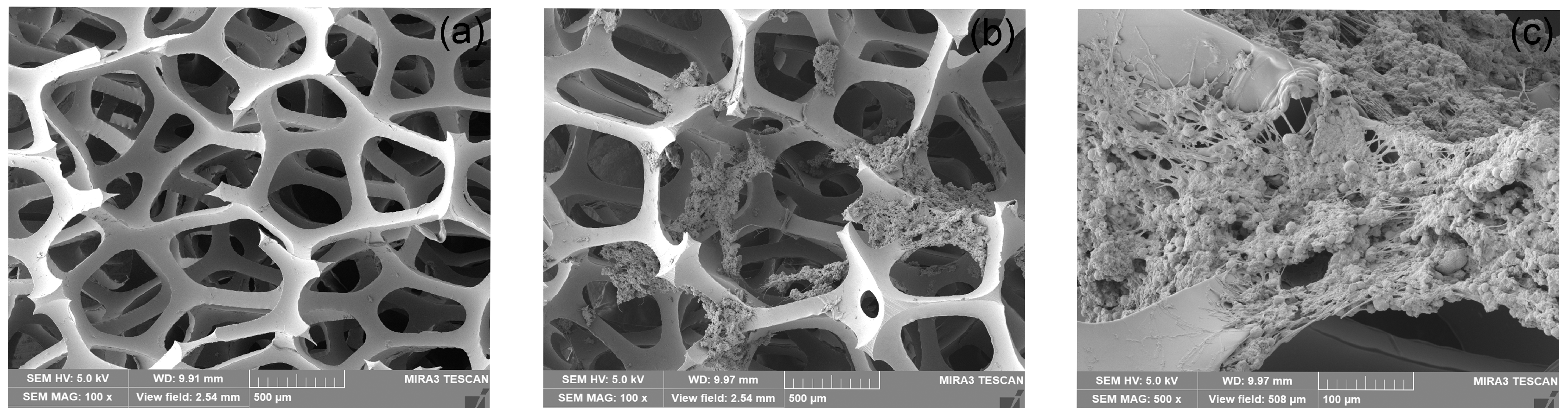 Microorganisms 12 01513 g008