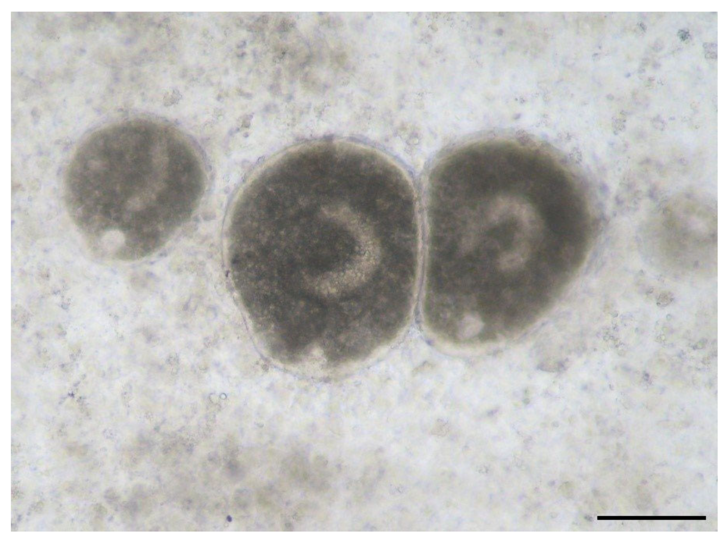 Microorganisms 12 01519 g001