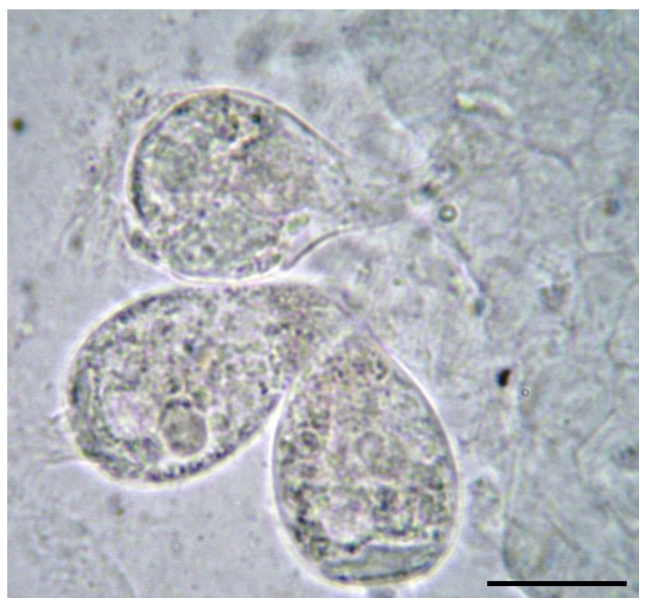Microorganisms 12 01519 g003