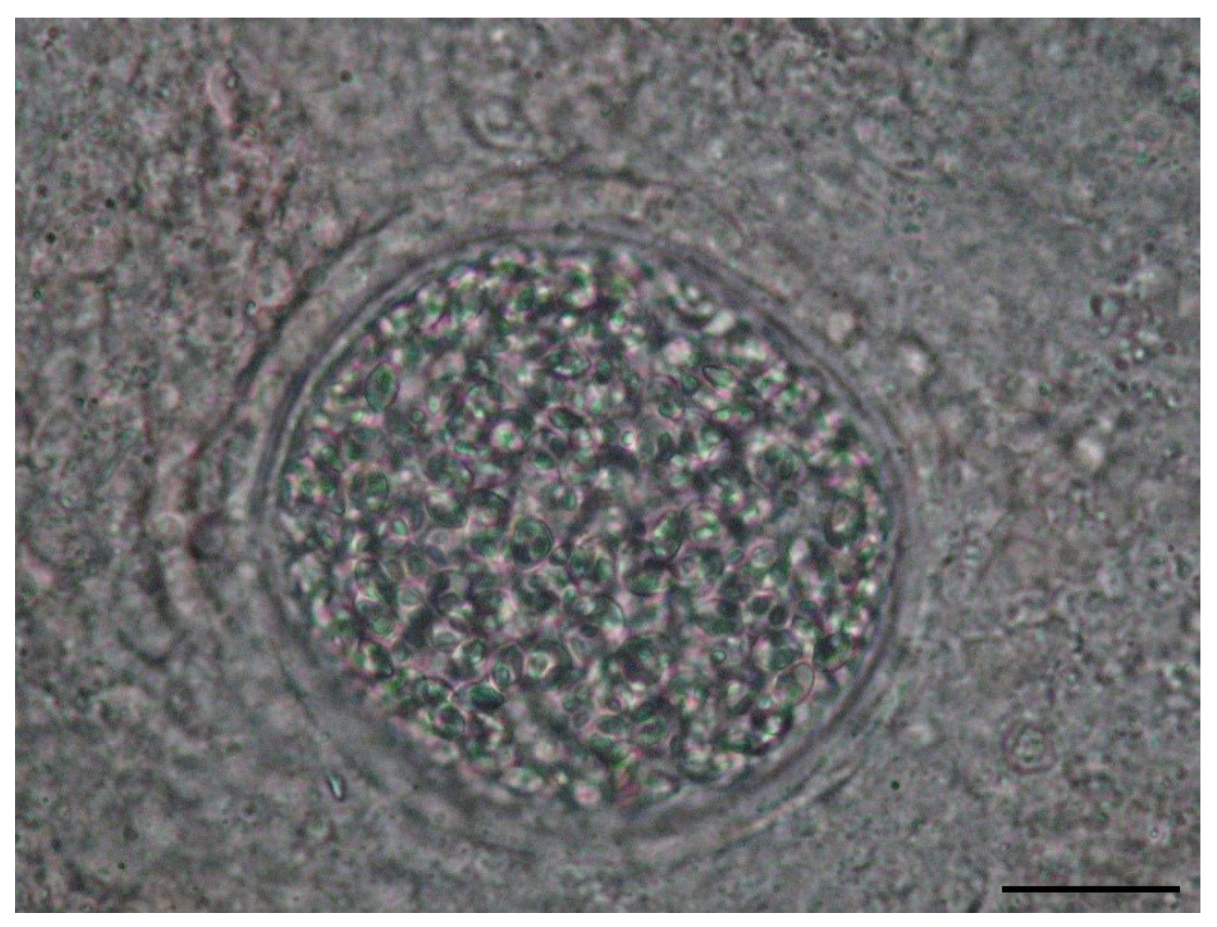 Microorganisms 12 01519 g004
