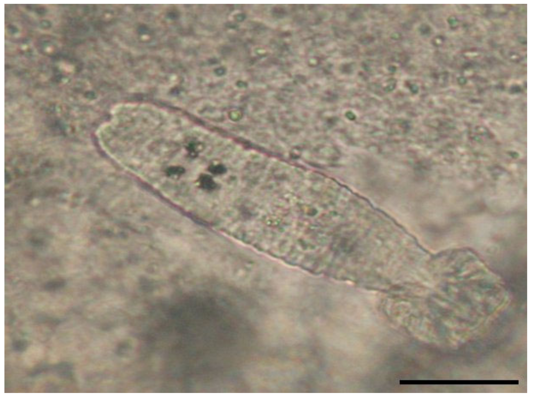 Microorganisms 12 01519 g005