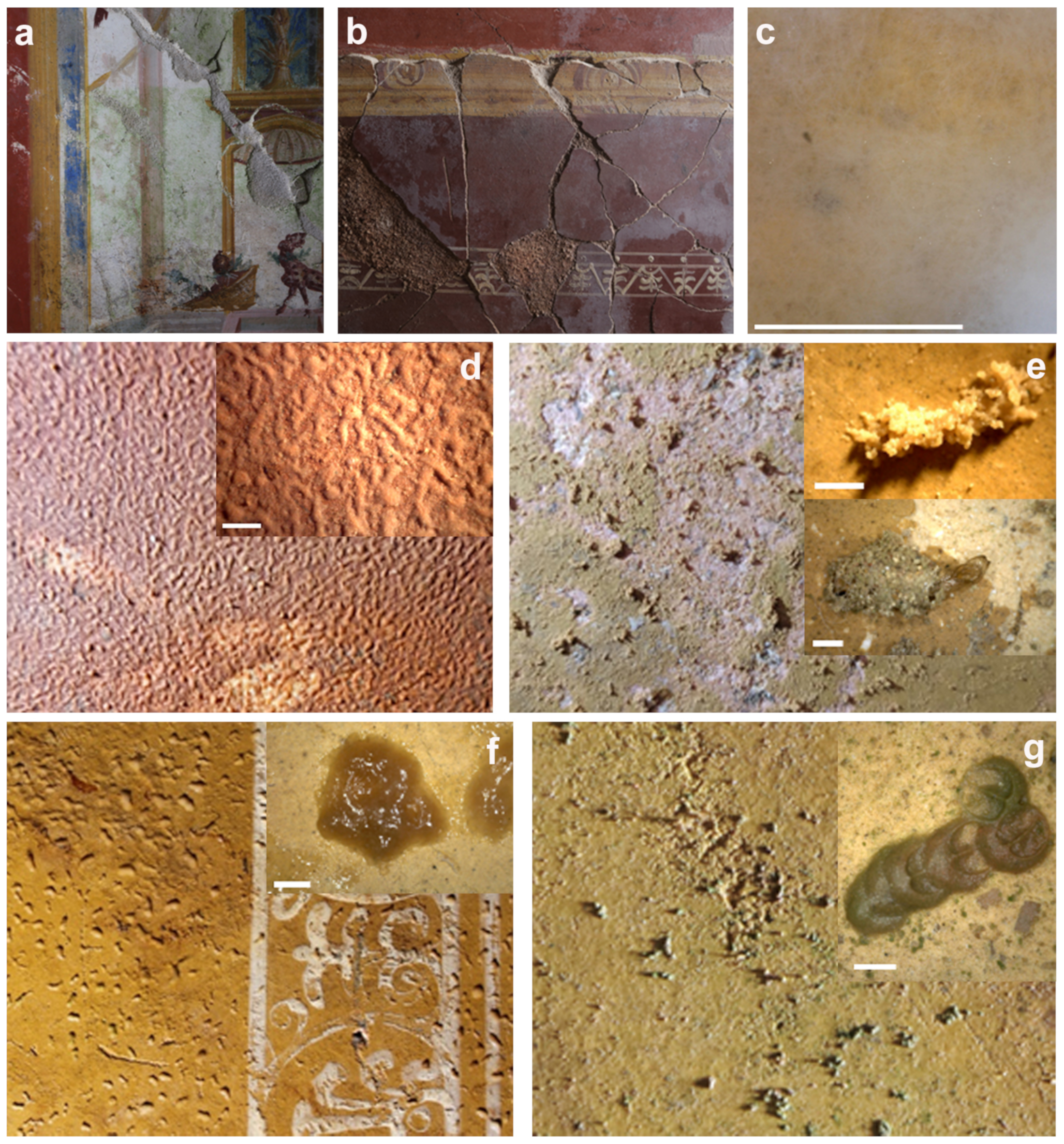 Microorganisms 12 01520 g002 Microorganisms 12 01520 g002