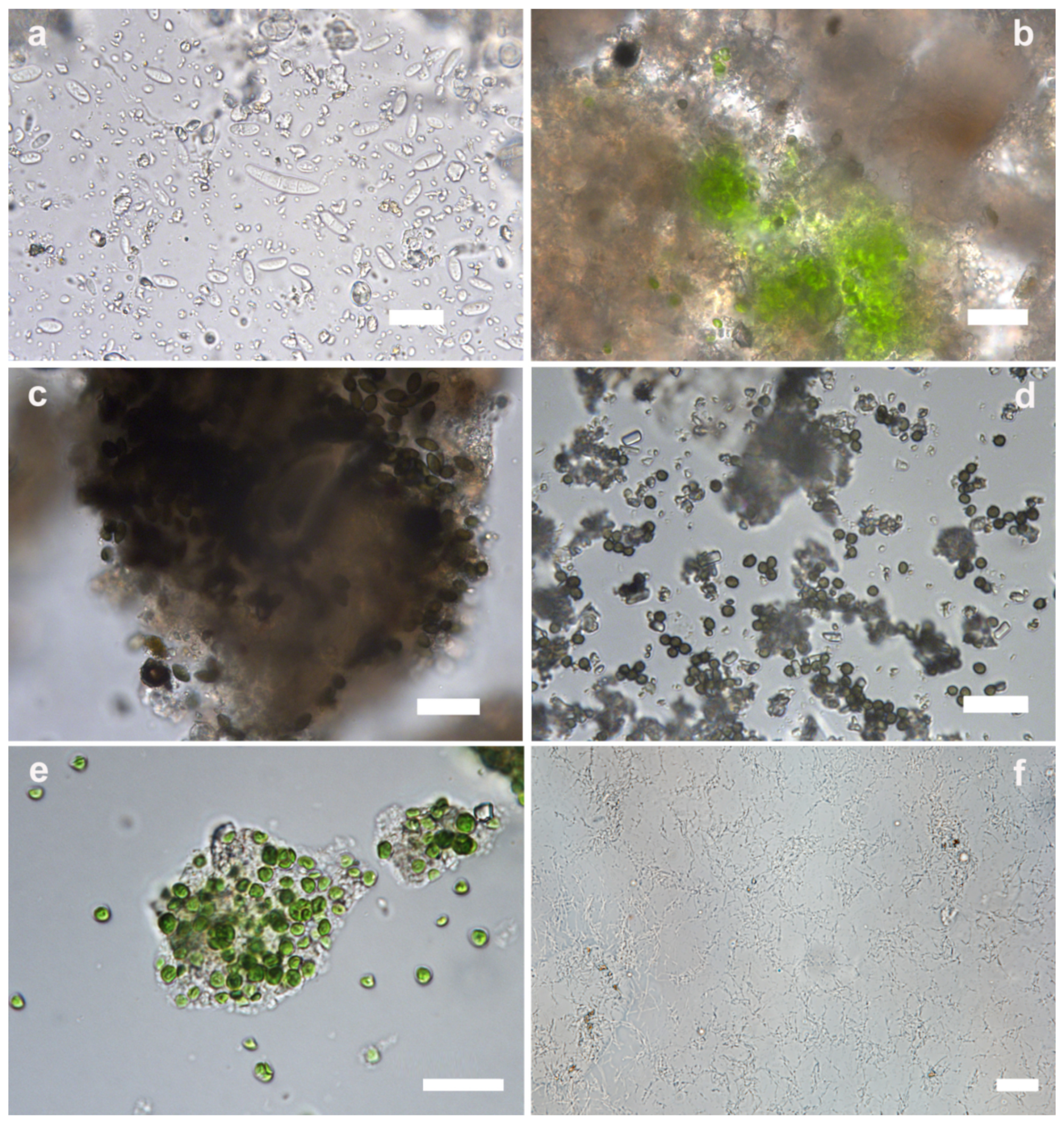 Microorganisms 12 01520 g005 Microorganisms 12 01520 g005