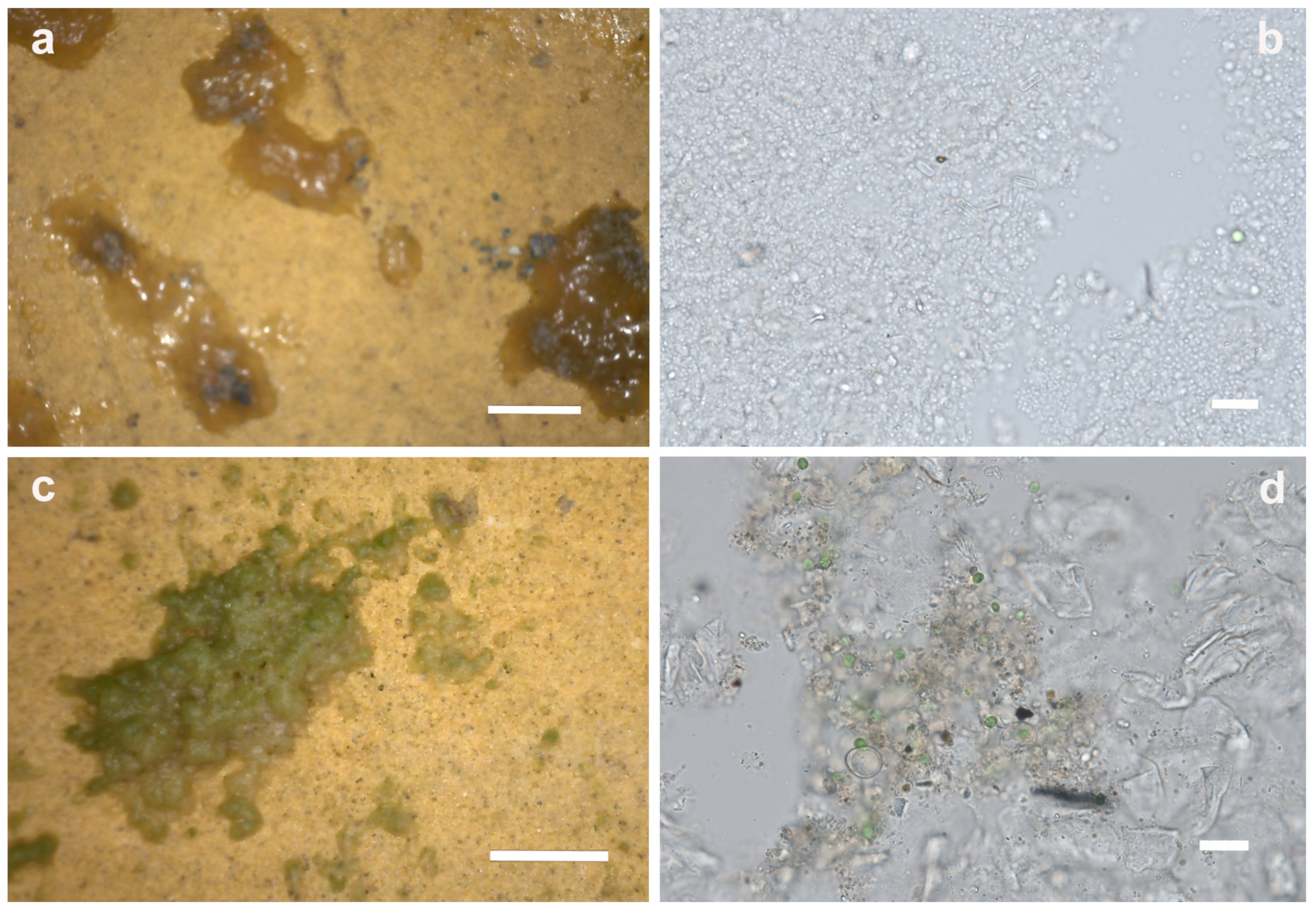 Microorganisms 12 01520 g006 Microorganisms 12 01520 g006