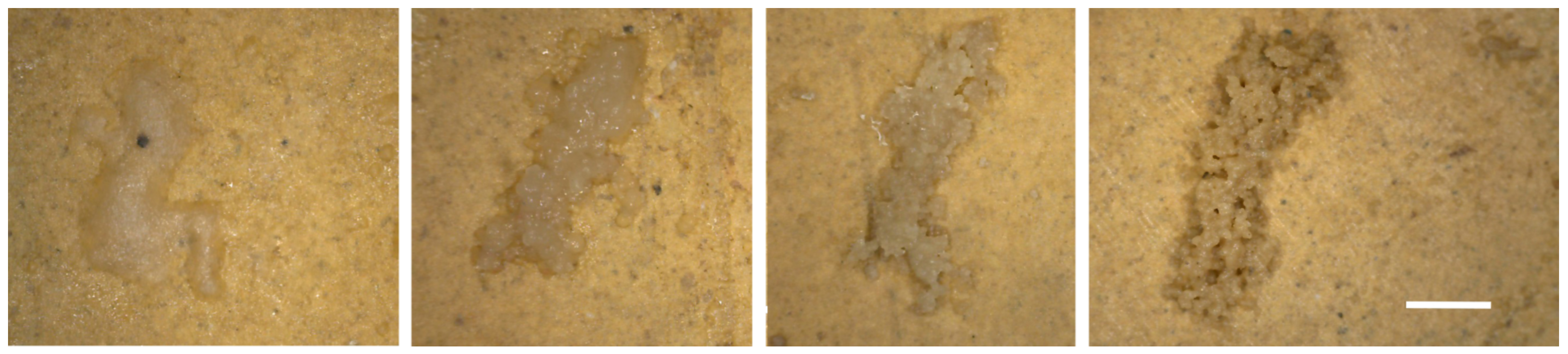 Microorganisms 12 01520 g009 Microorganisms 12 01520 g009