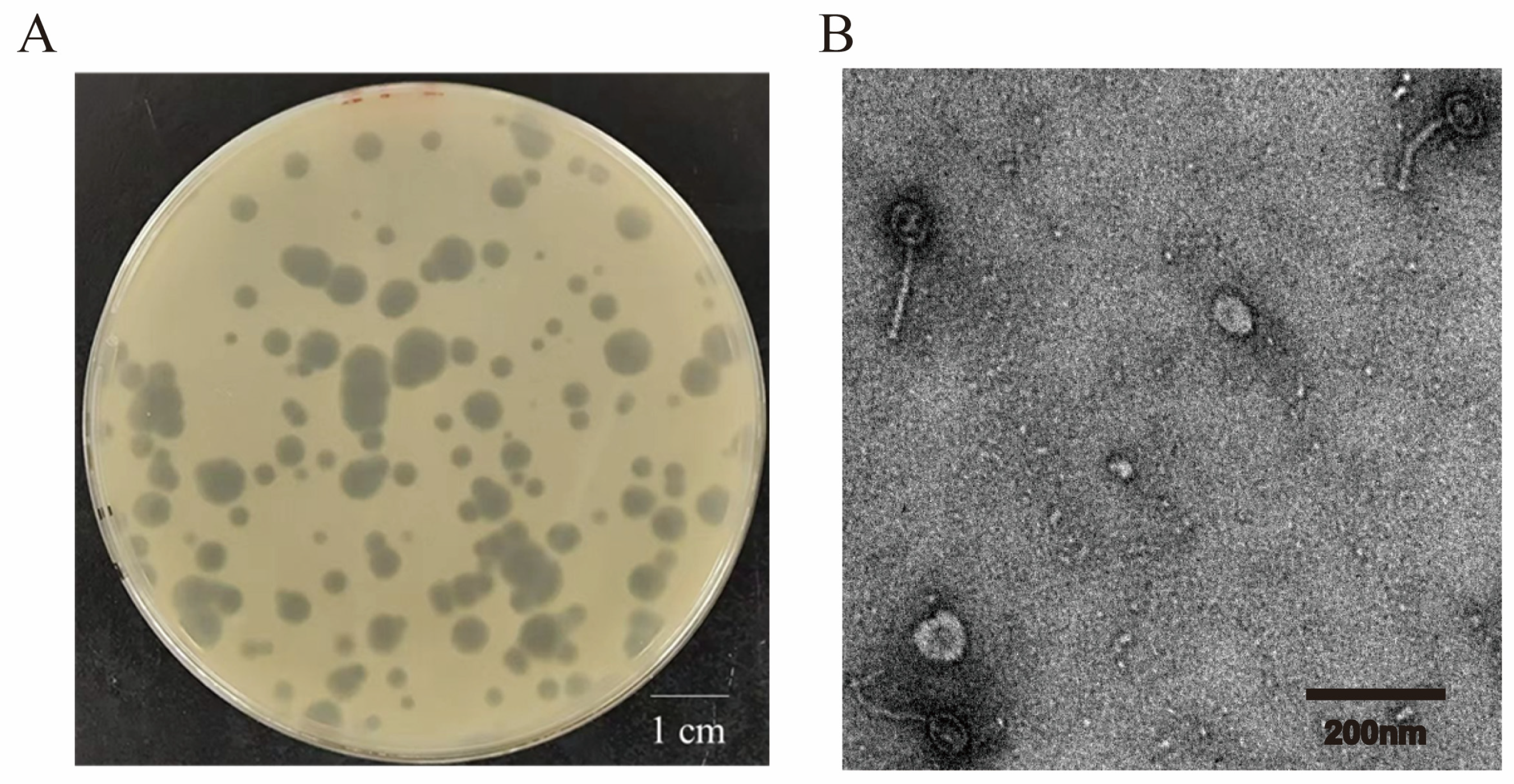 Microorganisms 12 01566 g001