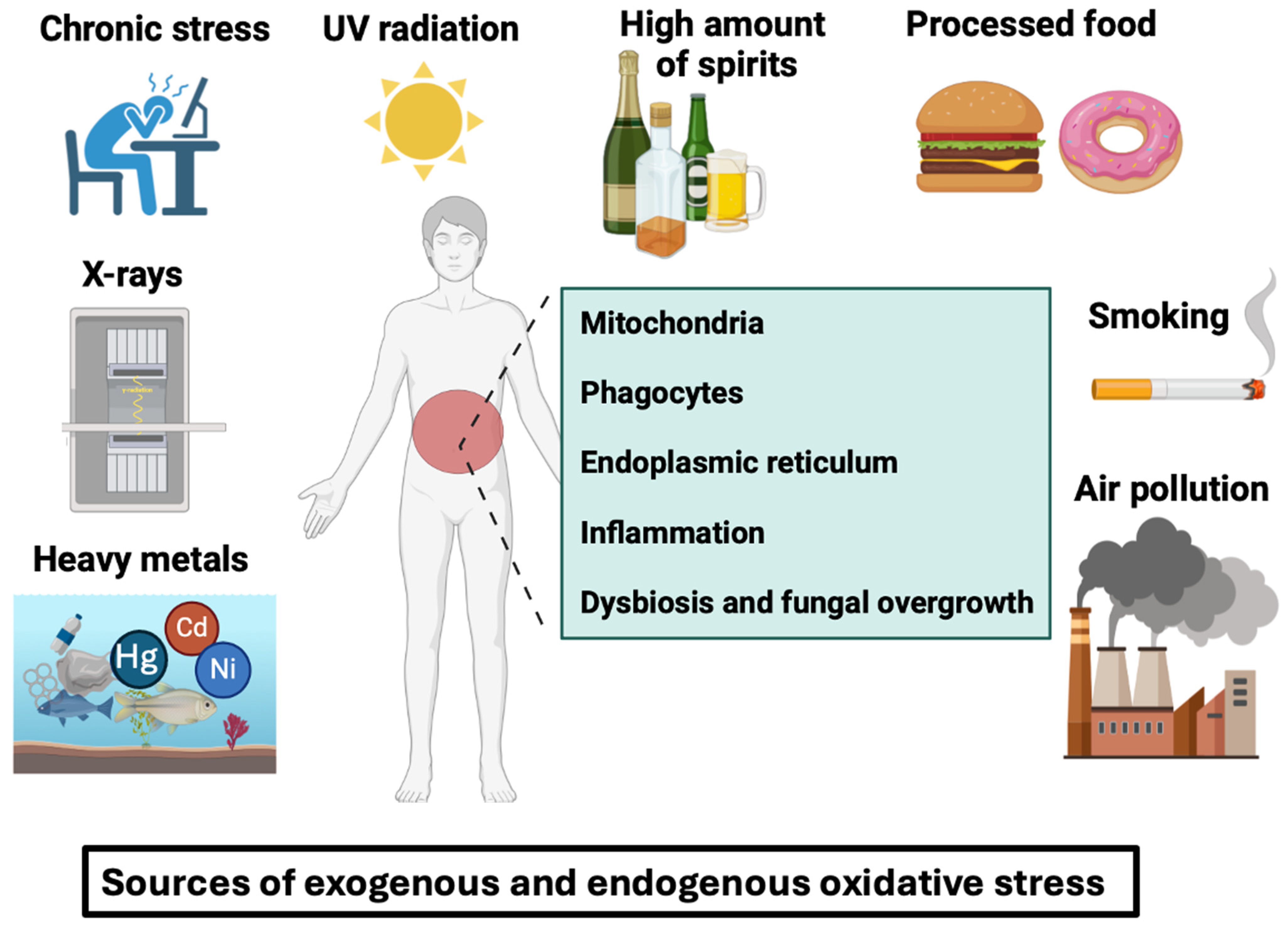 Microorganisms 12 01570 g001