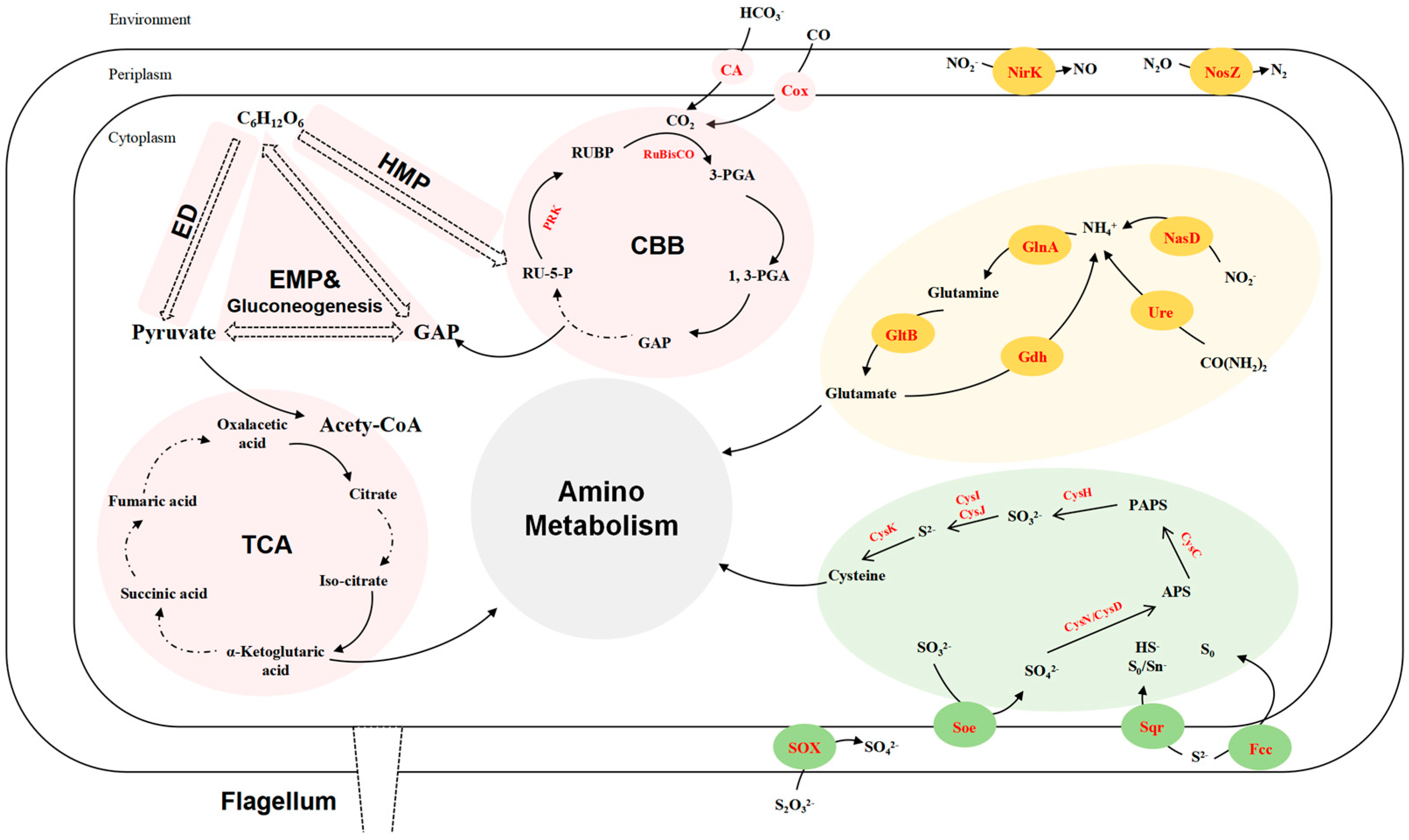 Microorganisms 12 01584 g003
