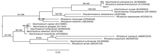 Microorganisms 12 01586 g001