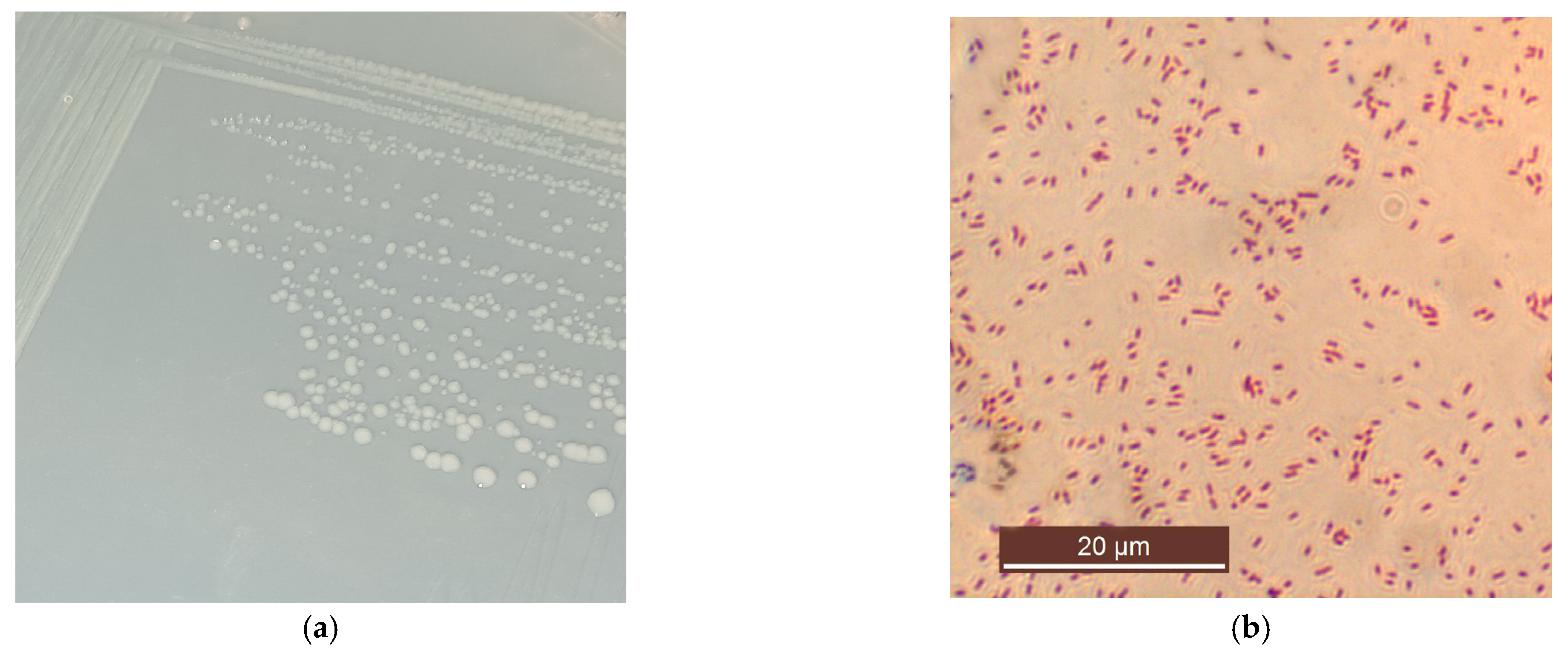 Microorganisms 12 01586 g003a