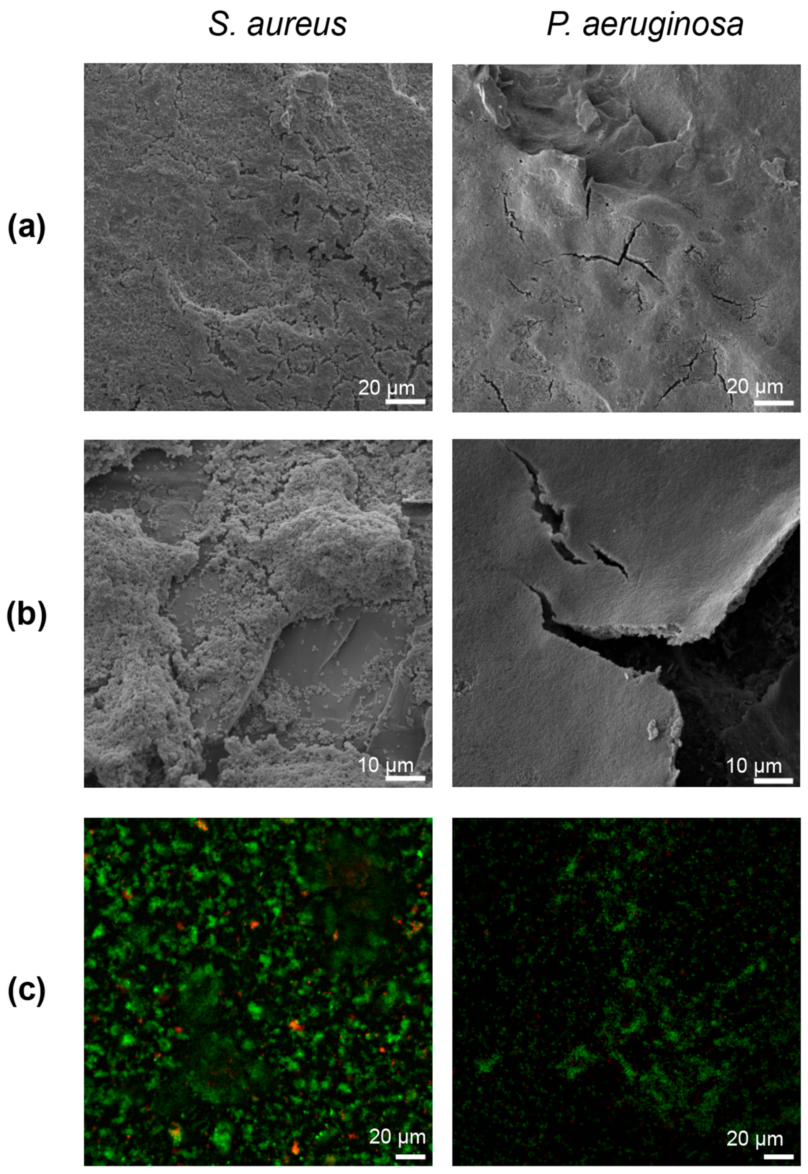 Microorganisms 12 01588 g003