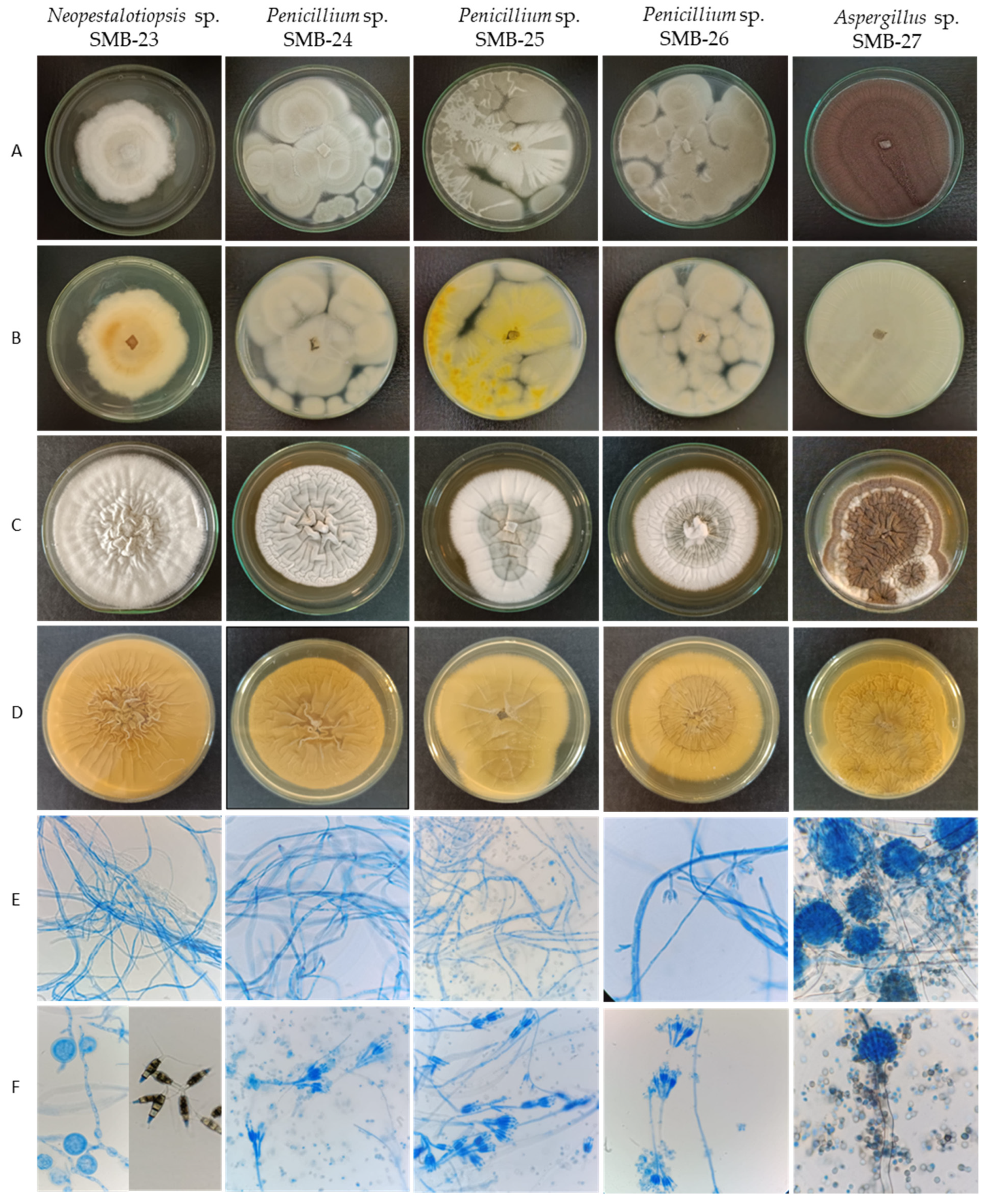Microorganisms 12 01590 g007