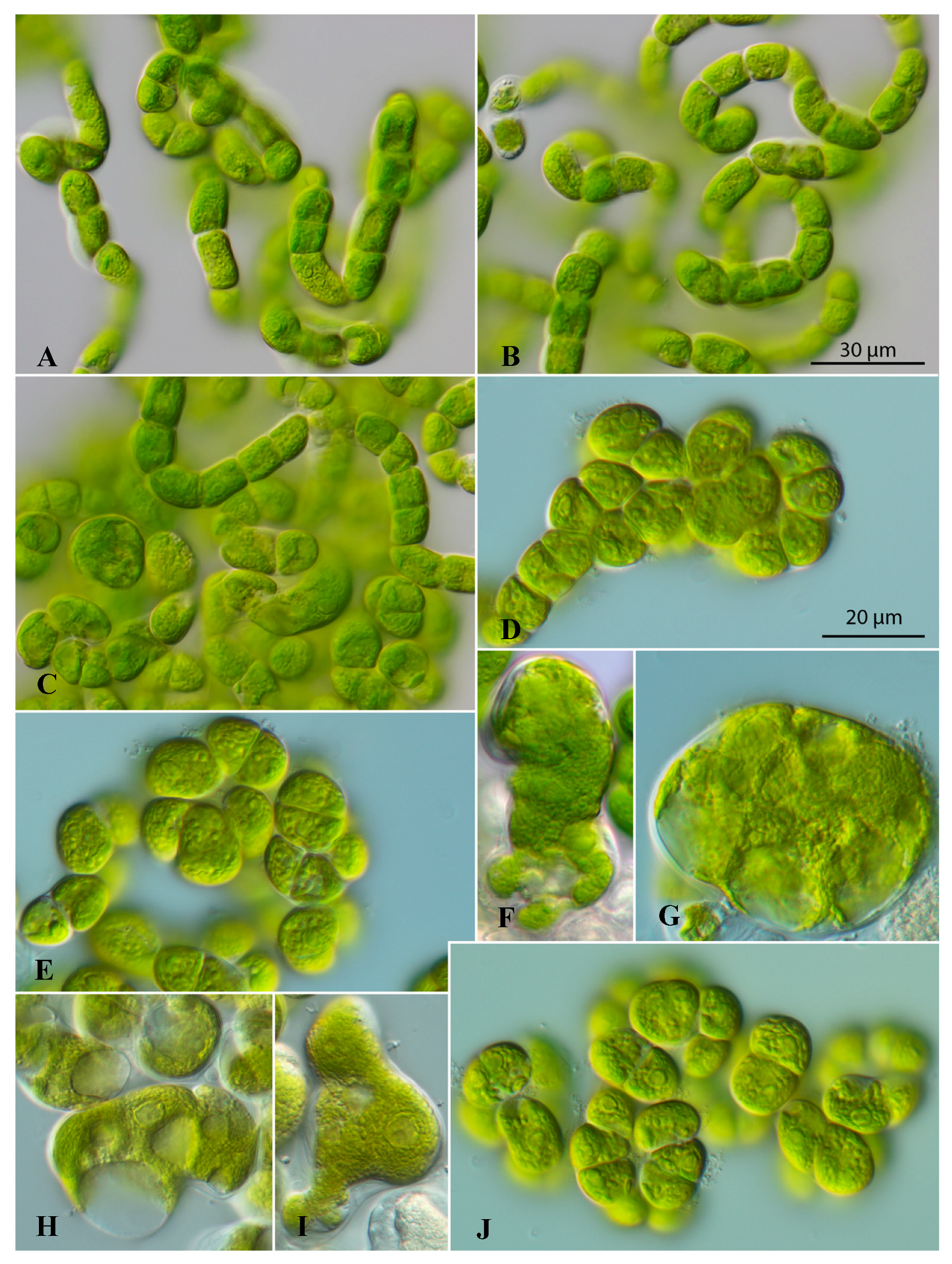 Microorganisms 12 01604 g001