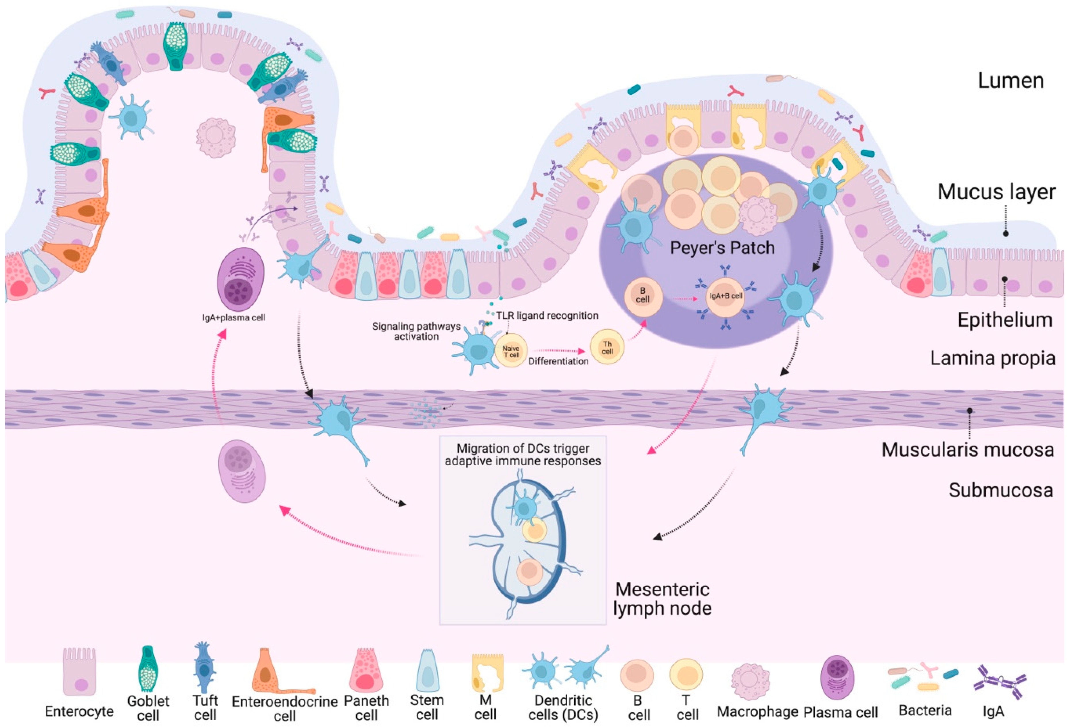 Microorganisms 12 01606 g003