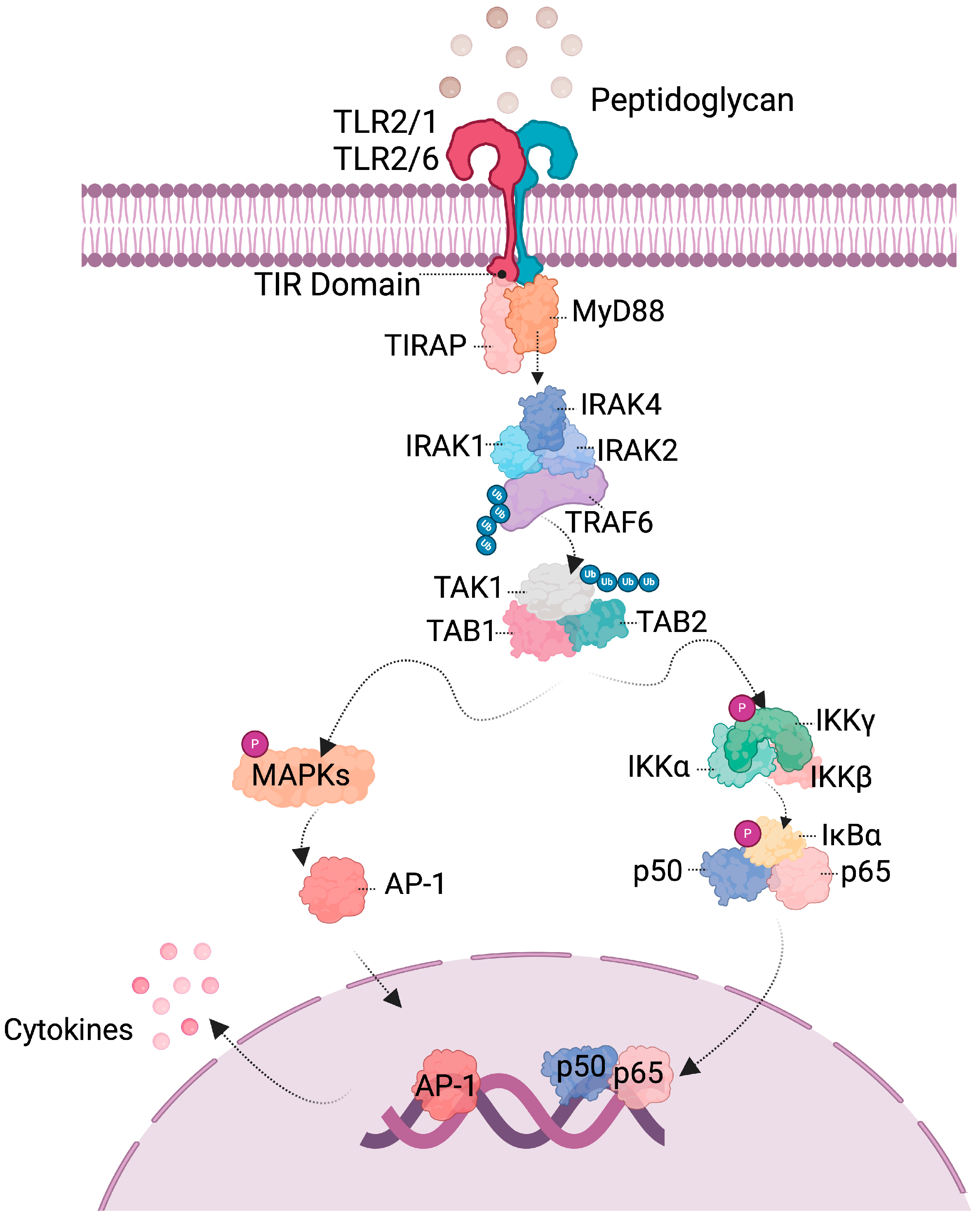 Microorganisms 12 01606 g004