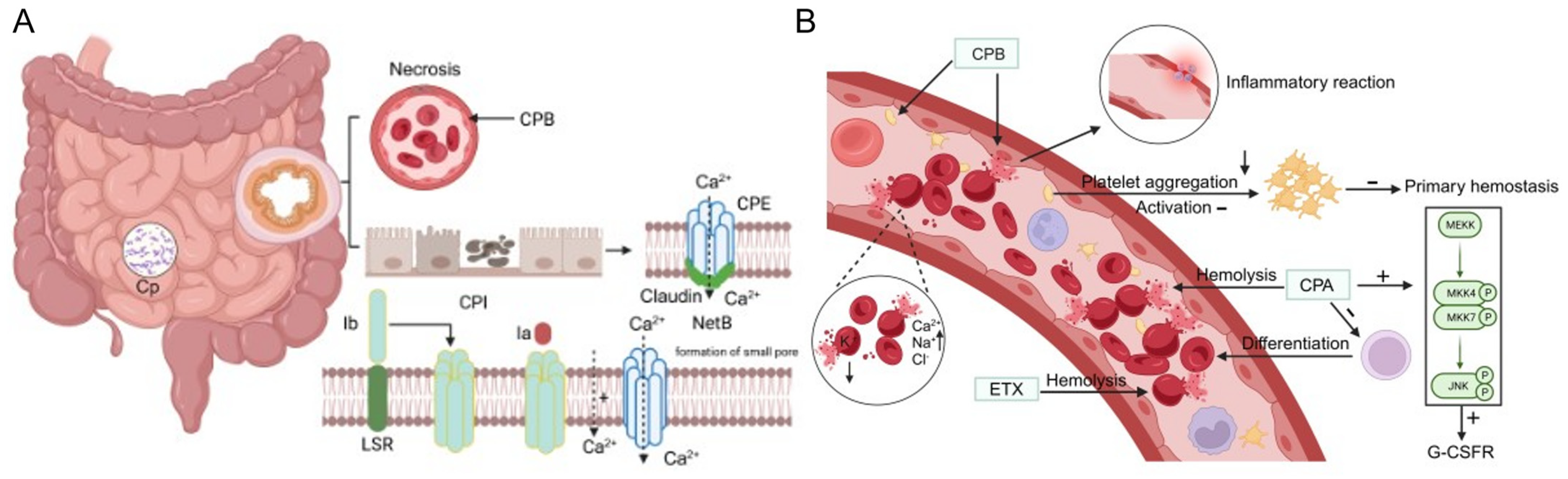 Microorganisms 12 01610 g004