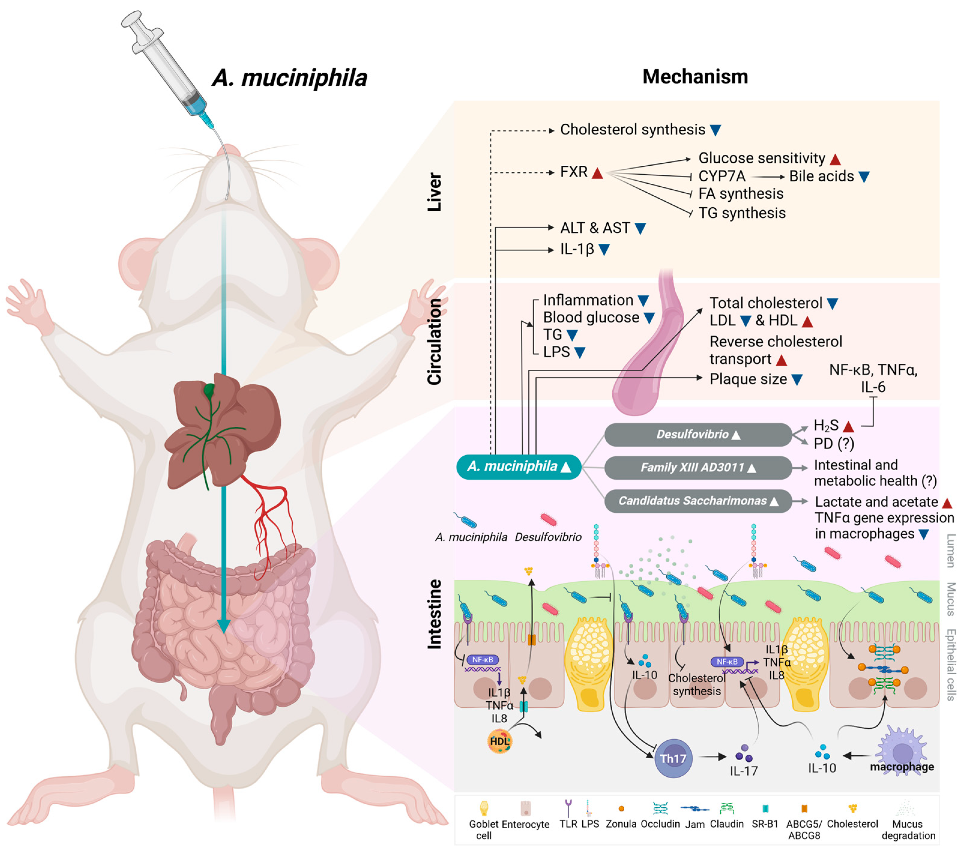 Microorganisms 12 01627 g008