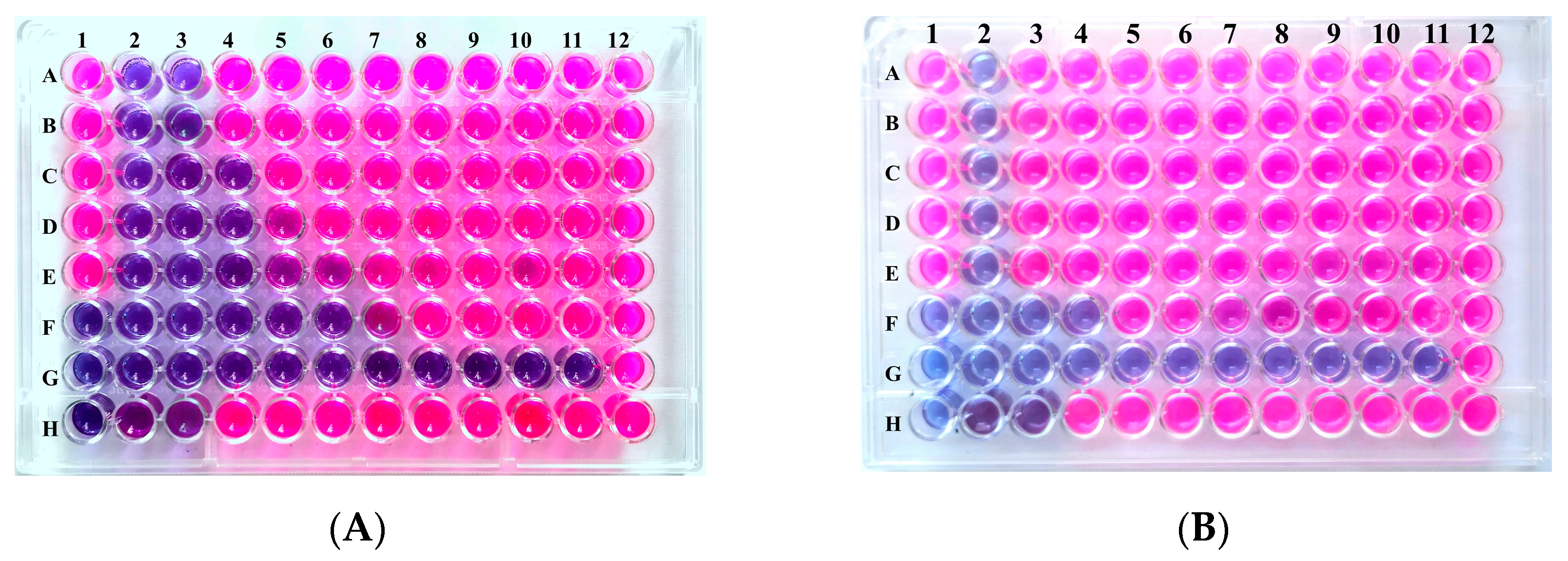 Microorganisms 12 01651 g001 Microorganisms 12 01651 g001