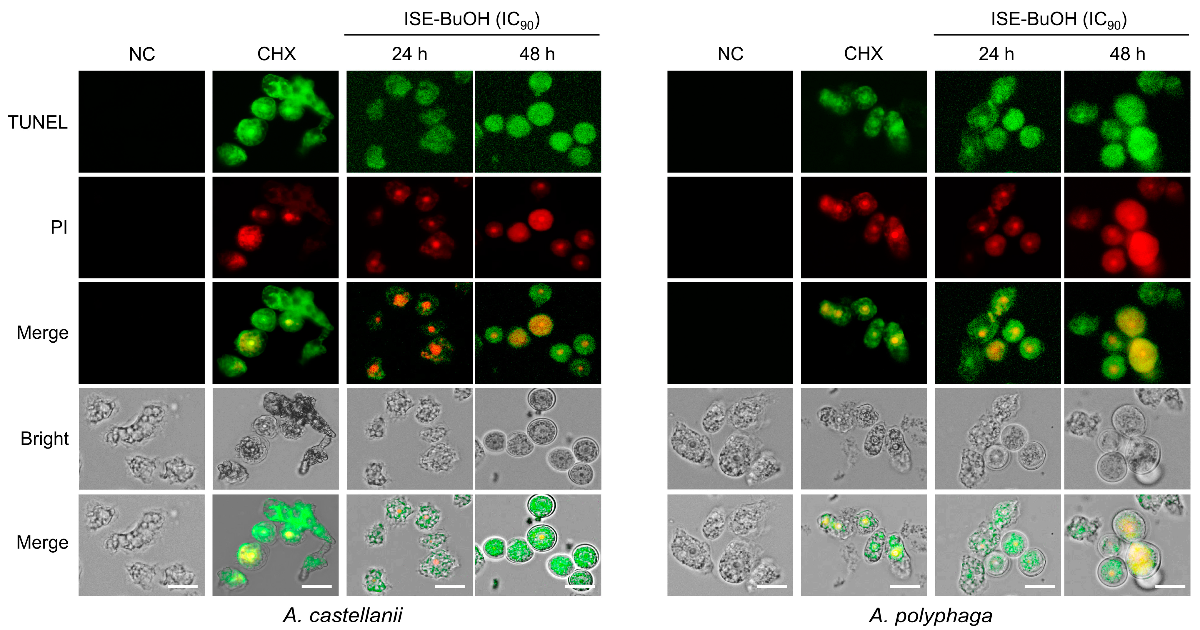 Microorganisms 12 01658 g005