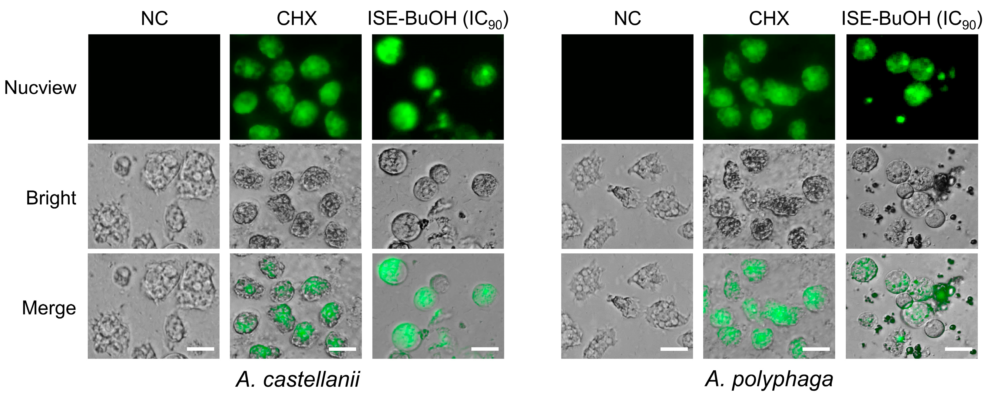 Microorganisms 12 01658 g008