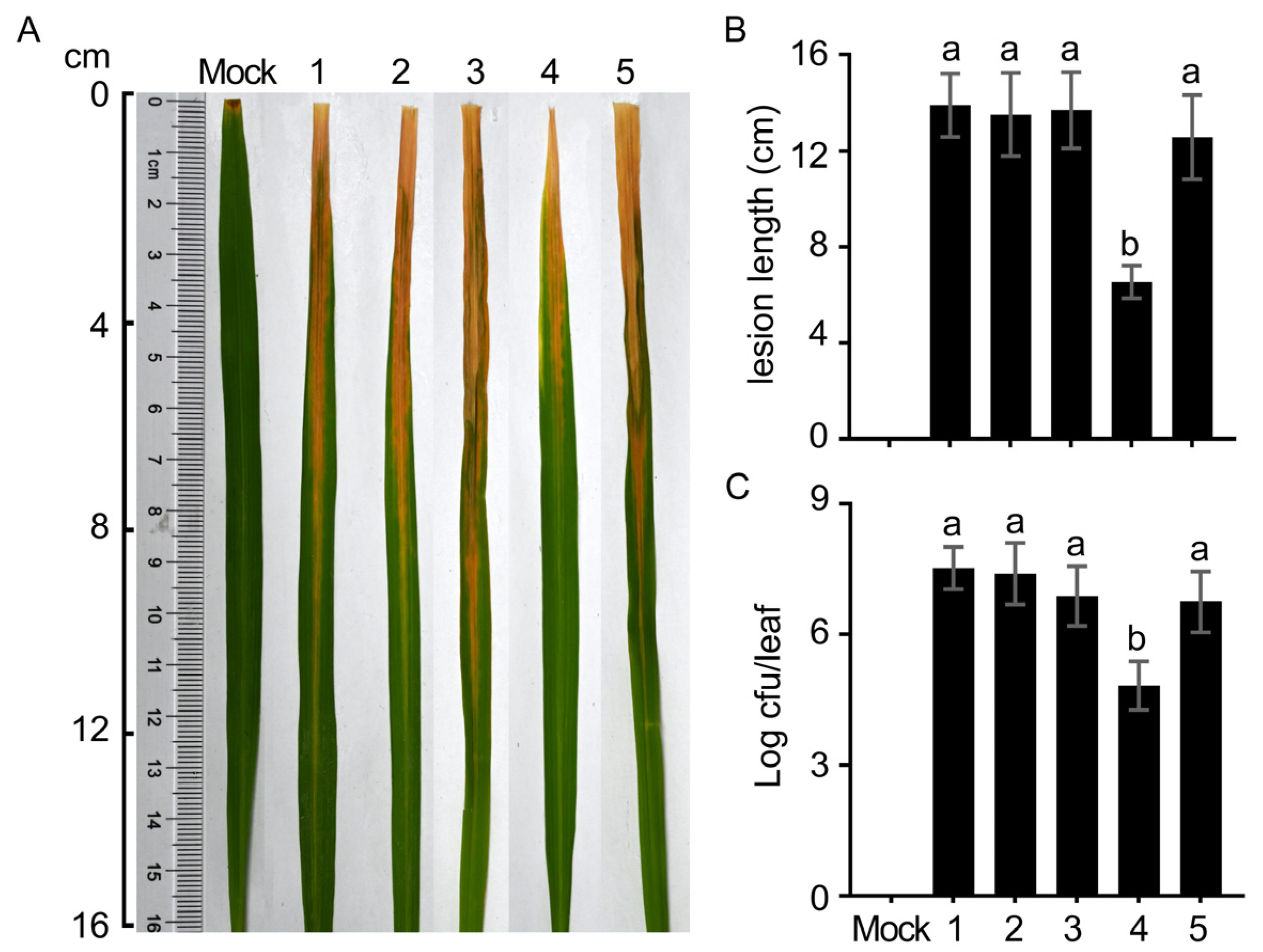 Microorganisms 12 01684 g008