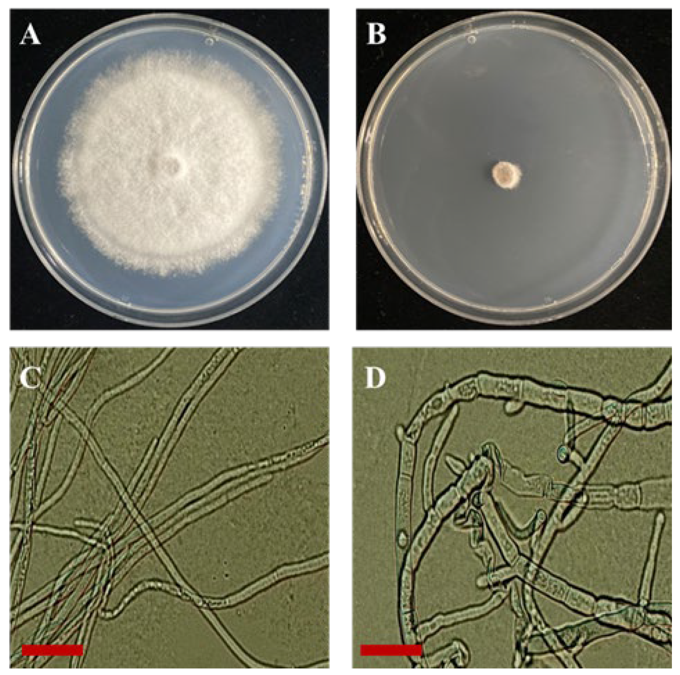 Microorganisms 12 01691 g002 Microorganisms 12 01691 g002