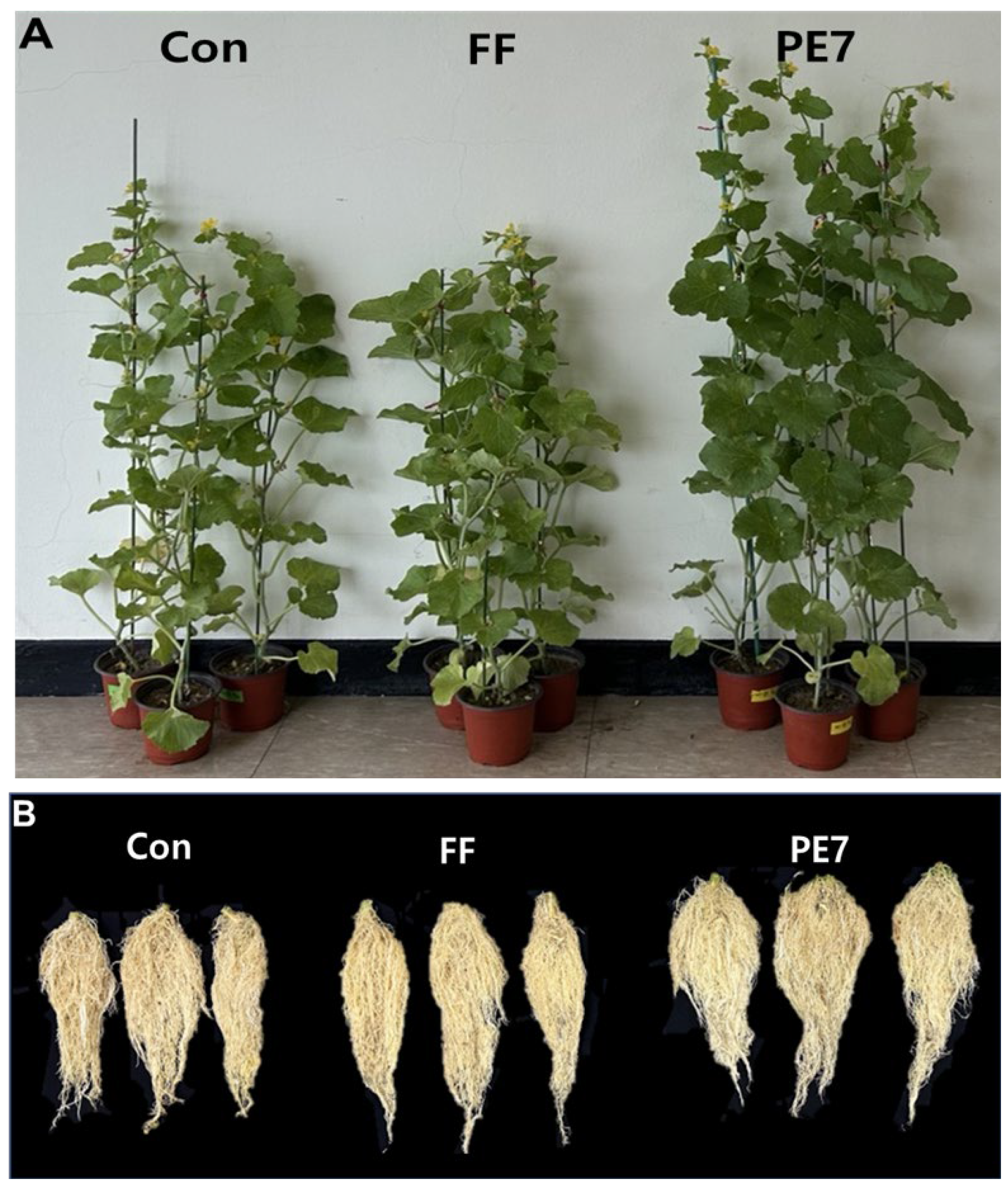 Microorganisms 12 01691 g006 Microorganisms 12 01691 g006