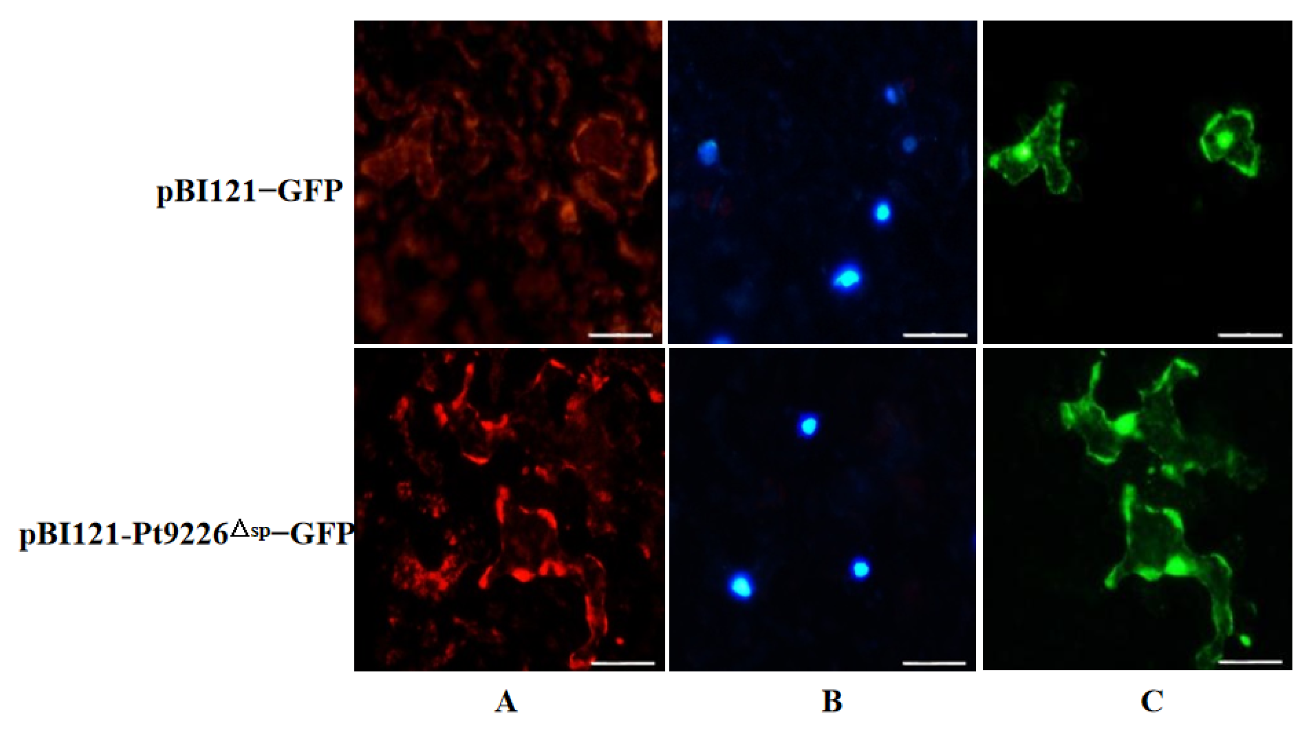 Microorganisms 12 01723 g003