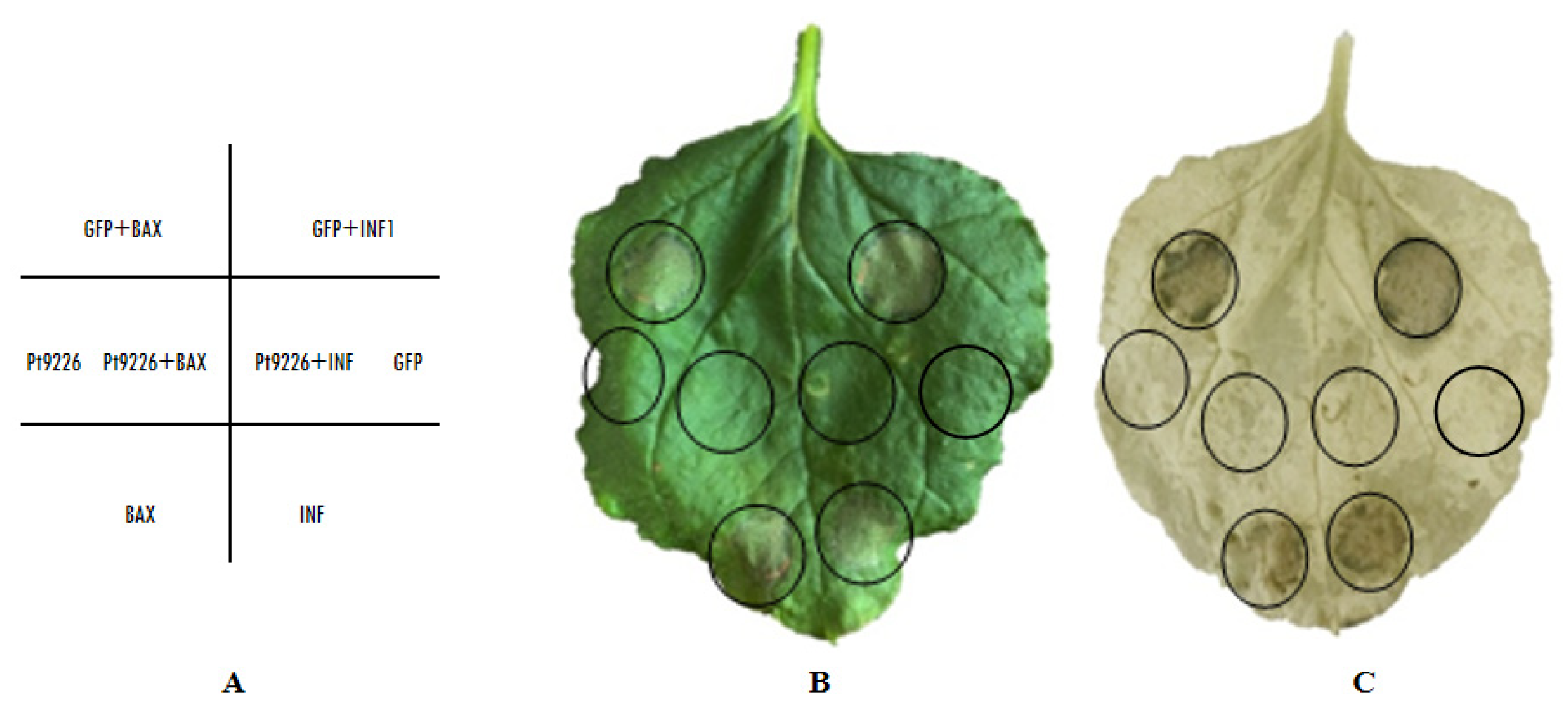 Microorganisms 12 01723 g004