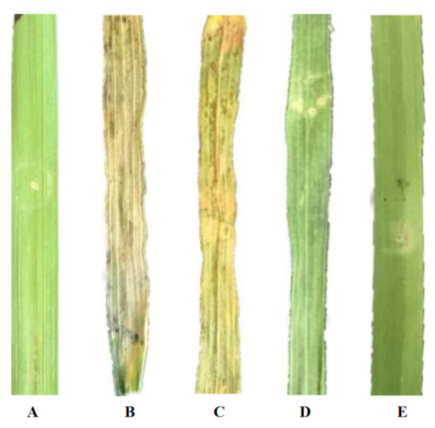 Microorganisms 12 01723 g005