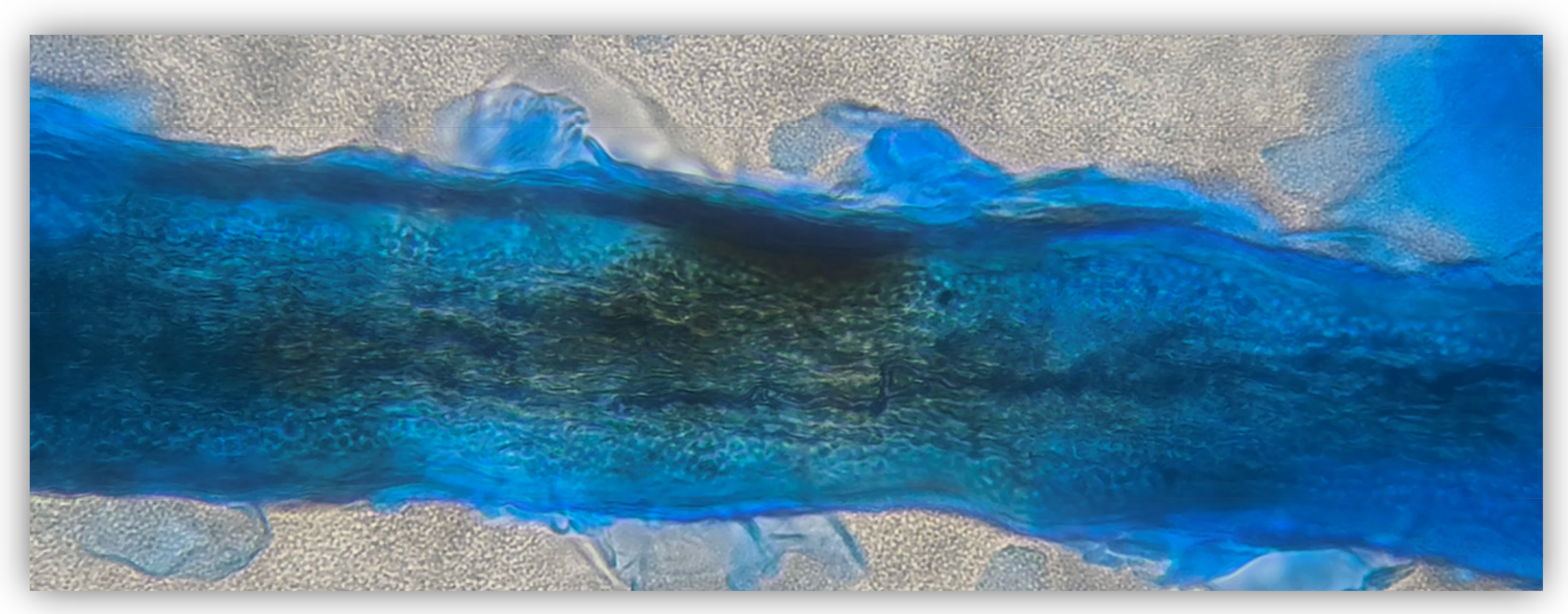 Microorganisms 12 01727 g001 Microorganisms 12 01727 g001