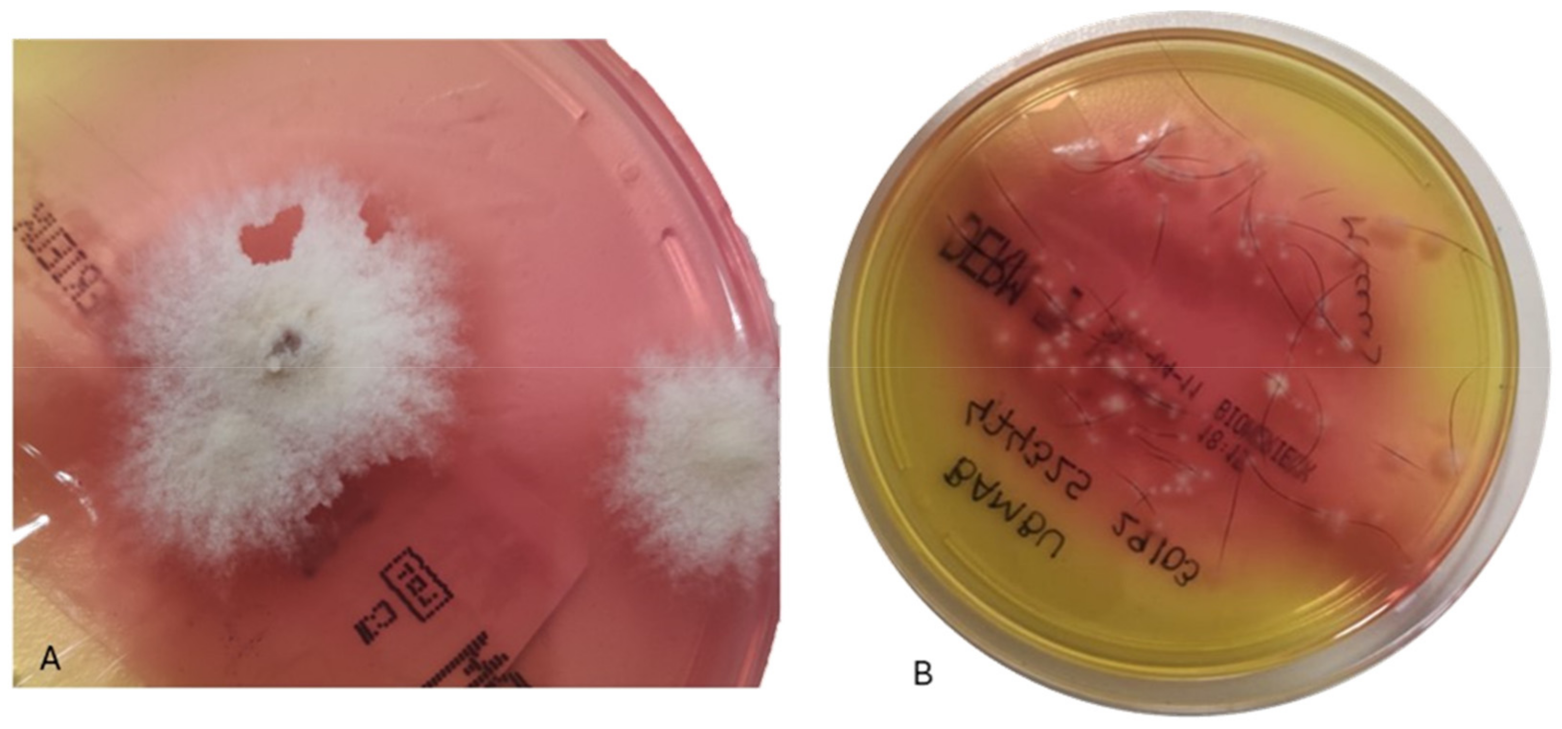 Microorganisms 12 01727 g002 Microorganisms 12 01727 g002