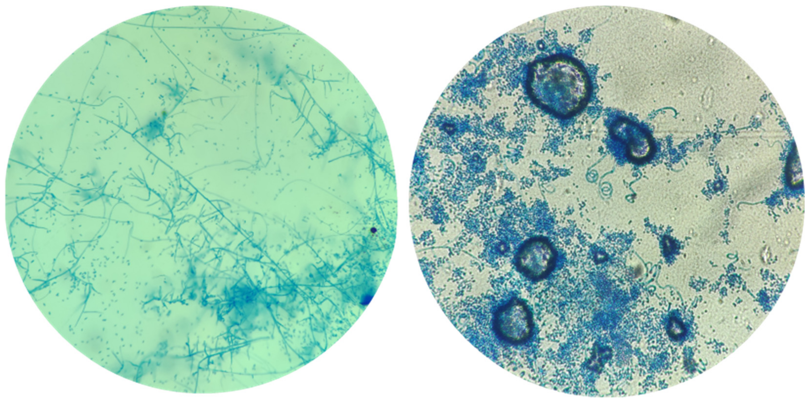 Microorganisms 12 01727 g003 Microorganisms 12 01727 g003