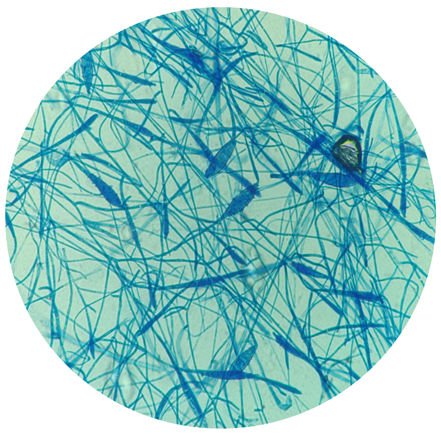 Microorganisms 12 01727 g004 Microorganisms 12 01727 g004