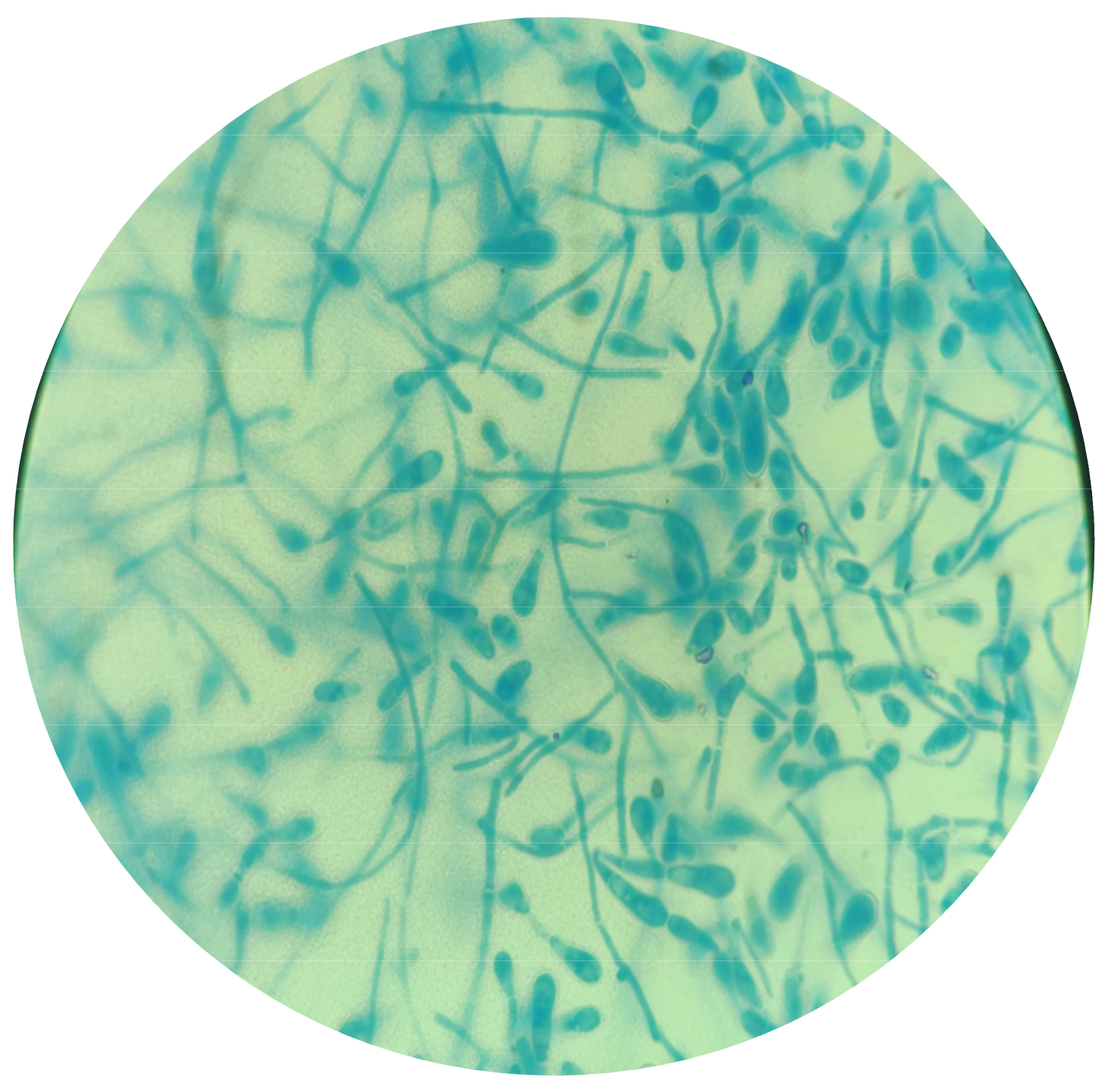 Microorganisms 12 01727 g006 Microorganisms 12 01727 g006