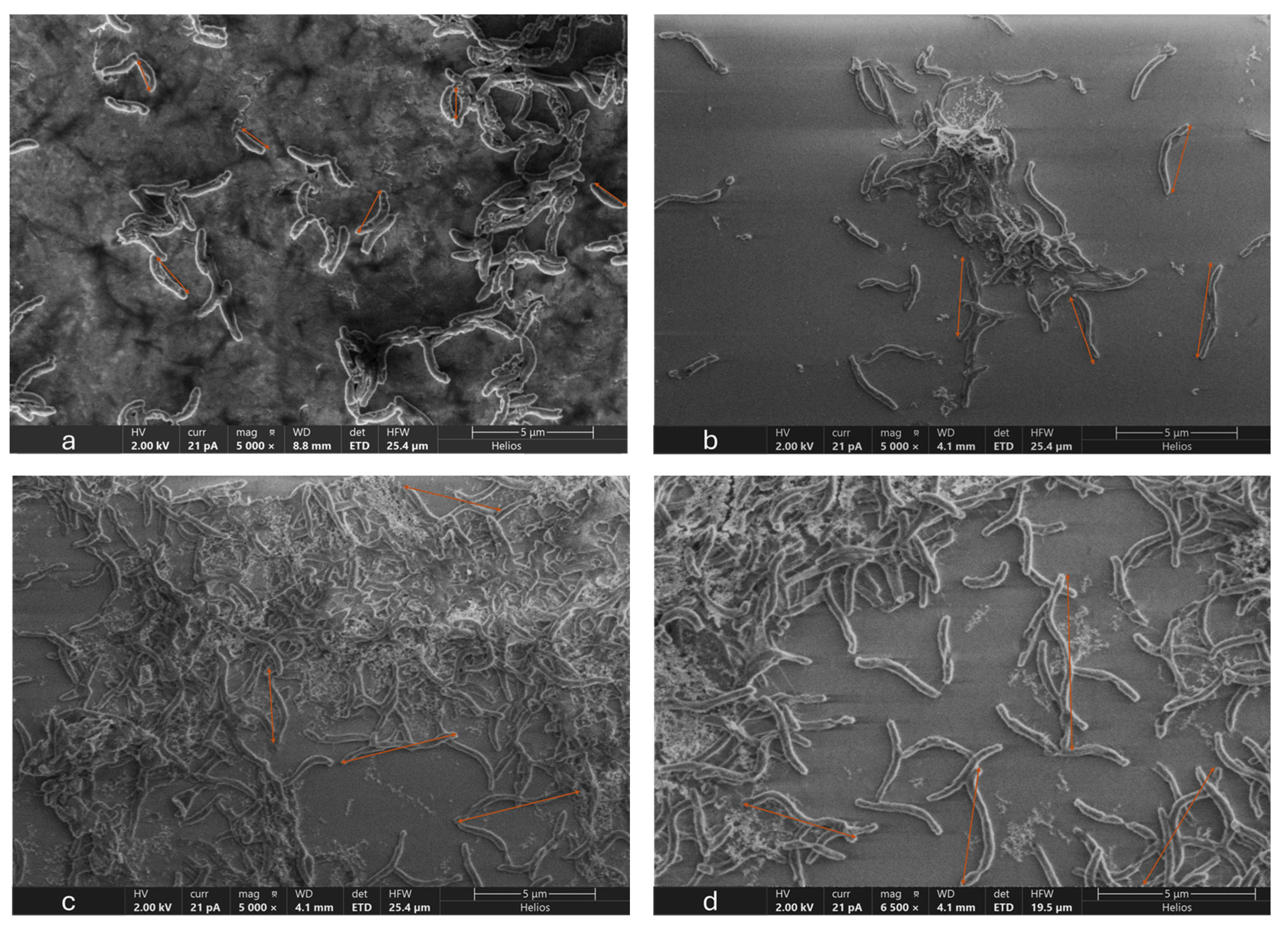 Microorganisms 12 01747 g006