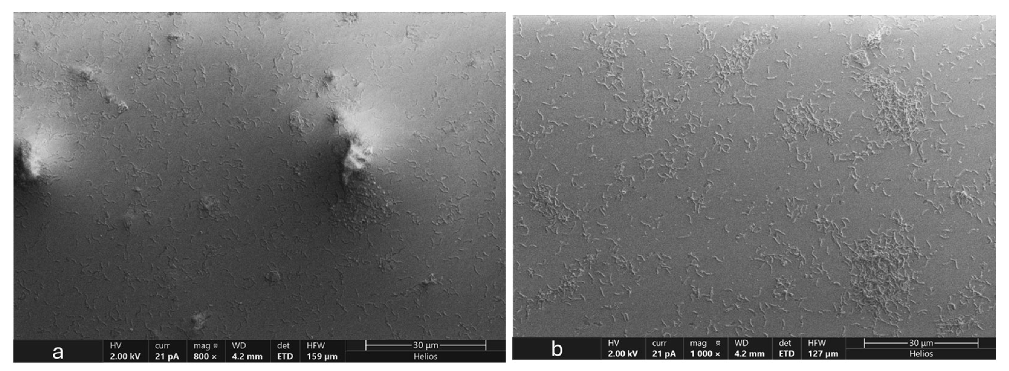 Microorganisms 12 01747 g007a