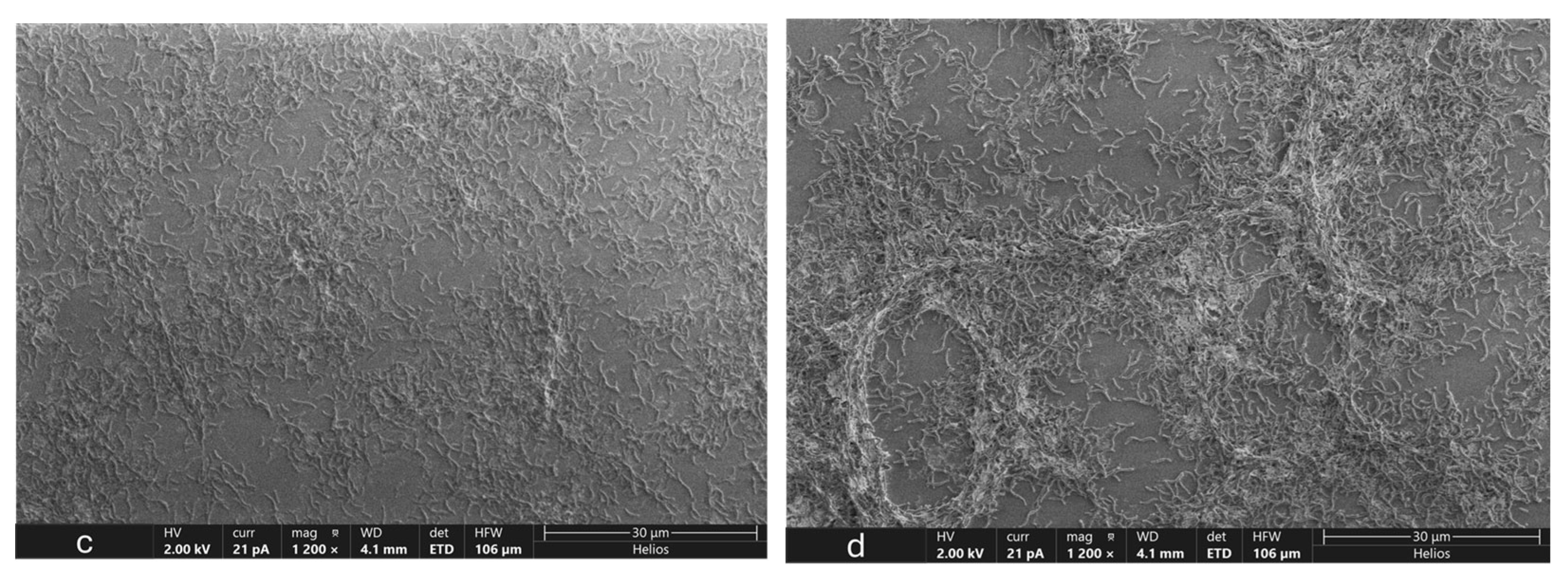 Microorganisms 12 01747 g007b
