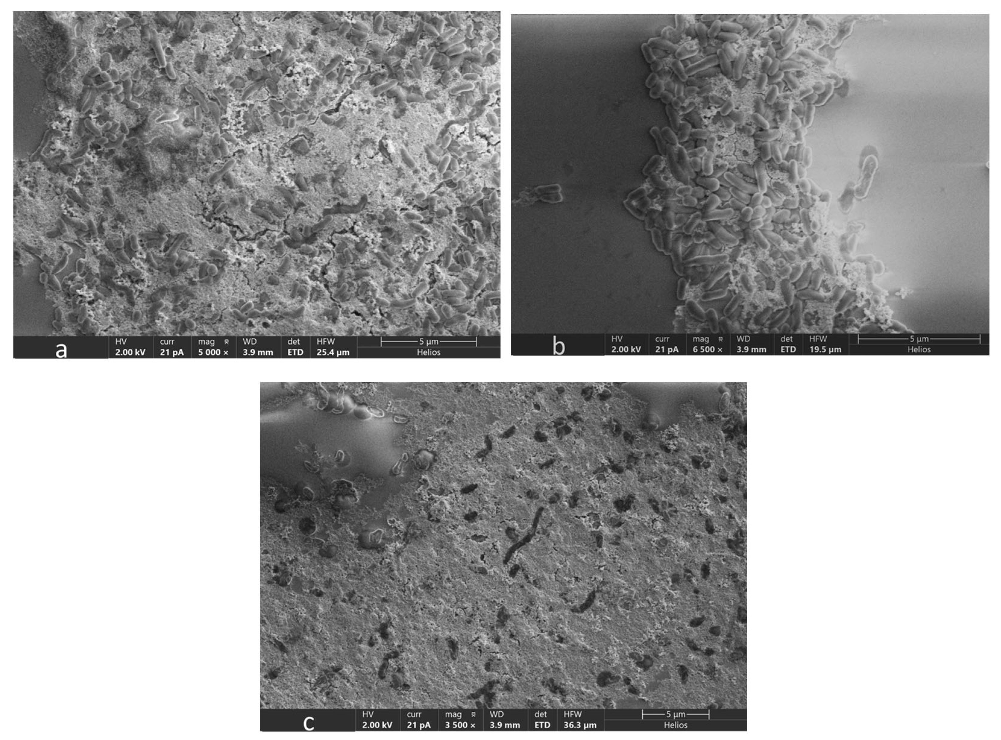 Microorganisms 12 01747 g008